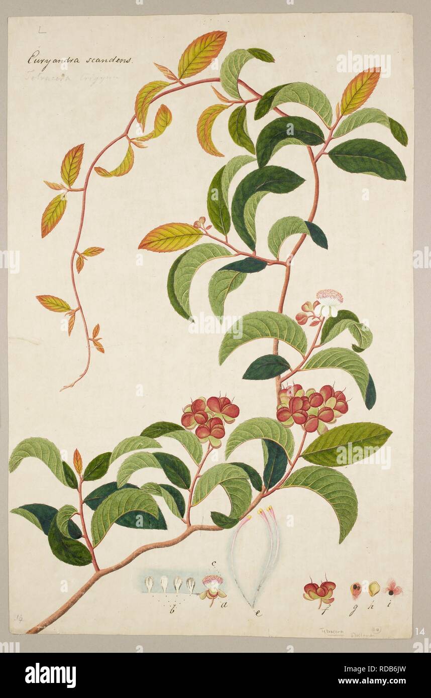 'Tetracera Indica' (Christm and Panz) Merr. Plant of the family Dilleniaceae. 1818-c.1830. Watercolour and pencil. Source: NHD 49/14. Stock Photo