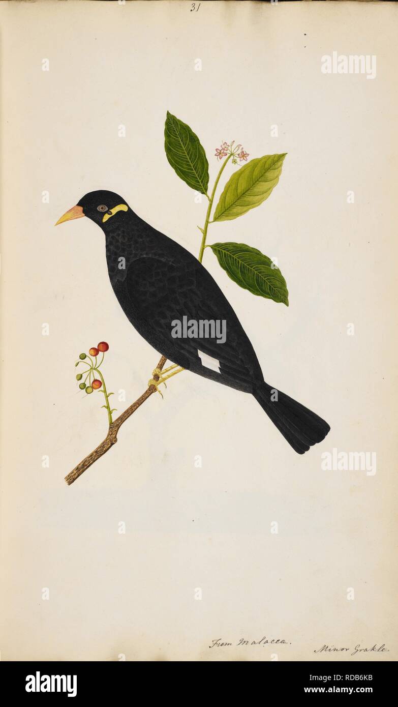 Hill Myna (possibly). â€˜Gracula religiosaâ€™. Wellesley Albums. 1798 - 1805. Watercolour. Source: NHD 29/31. Author: ANON. Stock Photo