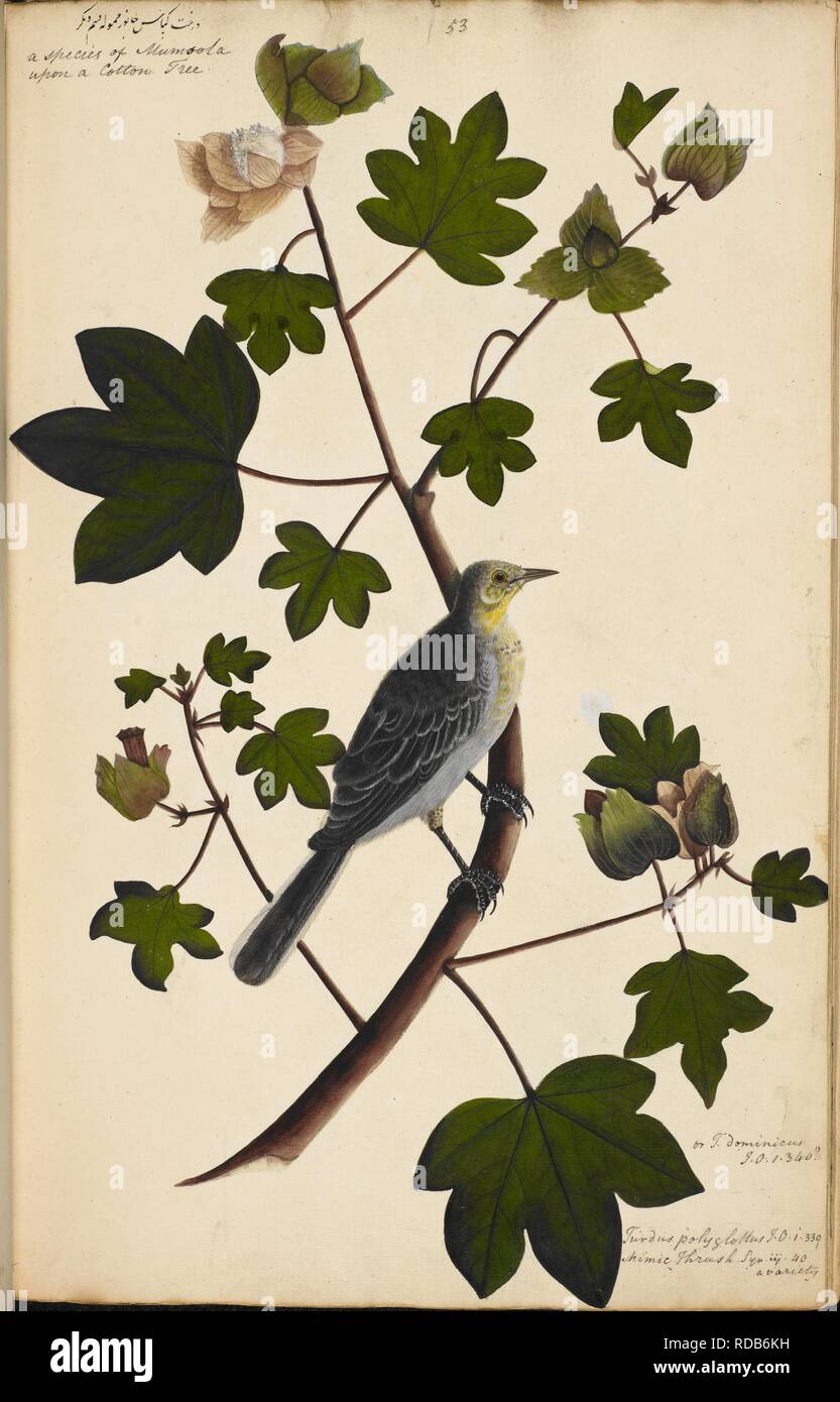 Citrine Wagtail â€˜Motacilla citreolaâ€™ Note: Although described in the inscription as possibly a Mocking Bird, â€˜Orpheus polyglottusâ€™, it is perhaps a first winter Wagtail of the variety â€˜Motacilla citreola calcarata.â€™. Wellesley Albums. 1798 - 1805. Watercolour. Source: NHD 29/53. Author: ANON. Stock Photo