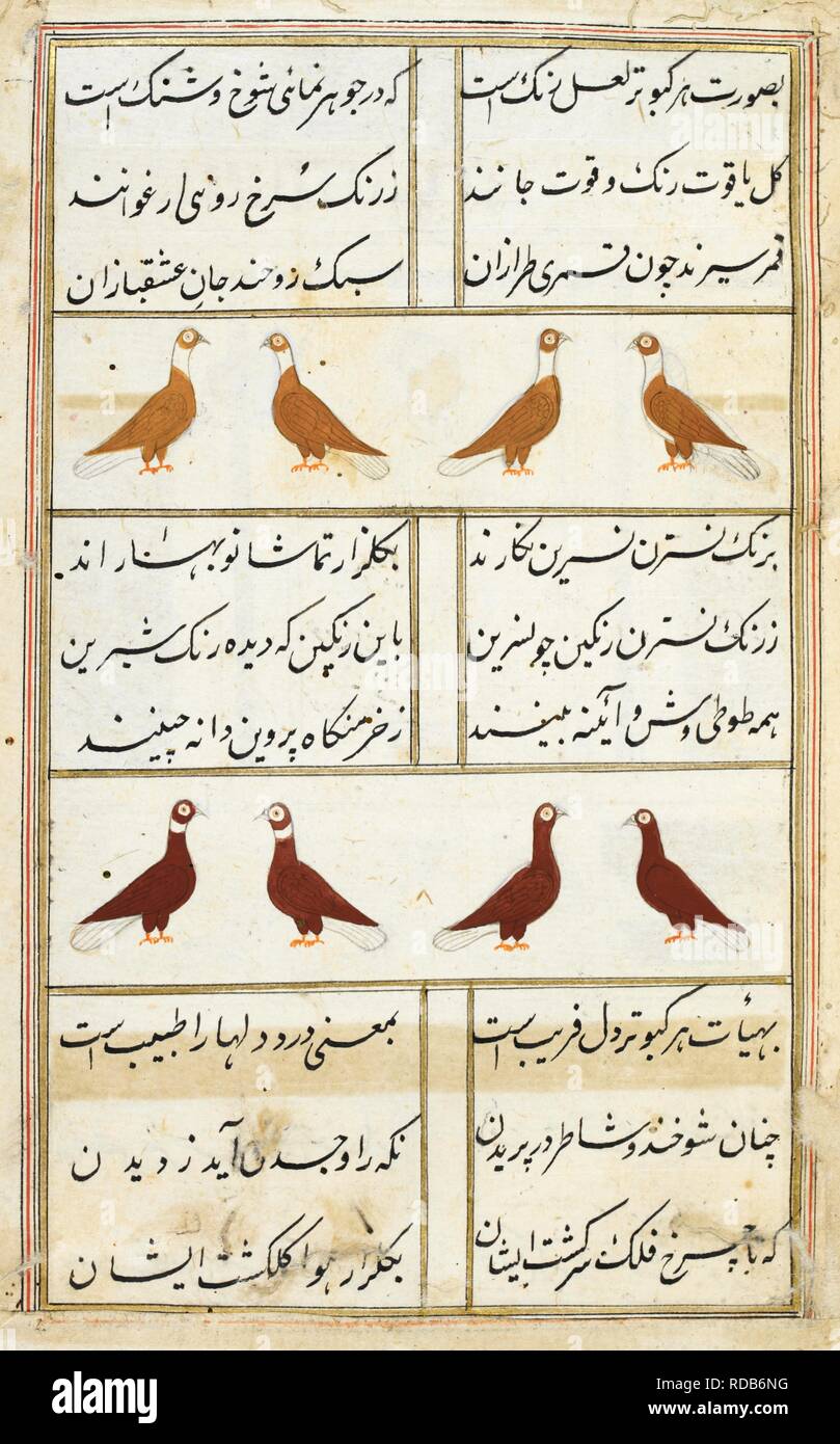 Two rows of brown pigeons with white touches; the birds of the lower register are a darker brown than those above. Kabutar-nama. India, 1788. Source: I.O. ISLAMIC 4811, f.11. Language: Persian. Stock Photo