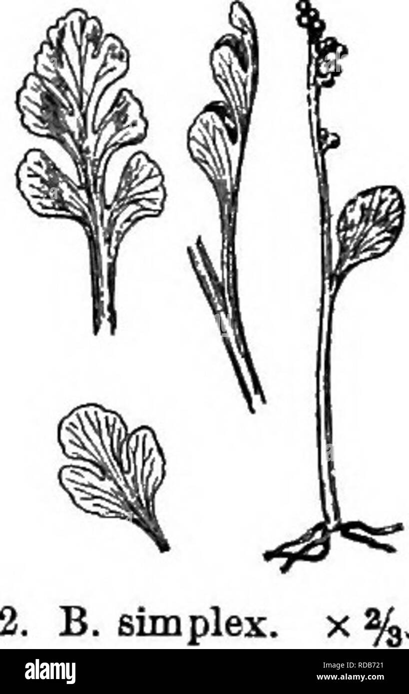 . Gray's new manual of botany. A handbook of the flowering plants and ferns of the central and northeastern United States and adjacent Canada. Botany. 48 OPHIOGLOSSACEAE (ADDEu's TONGUE FAMILY) distinct, rather coriaceous, not reticulated, globular, without a ring, and open- ing transversely into two valves. Sterile segment of the frond ternately or pinnately divided or compound ; veins all free. Spores copious, sulphur-color. (Name a diminutive of fiSrpvs, a cluster of grapes, from the appearance of the fructification.) § 1. EUBOTRYCHIUM Milde. Base of the stalk (^containing the bud) complete Stock Photo