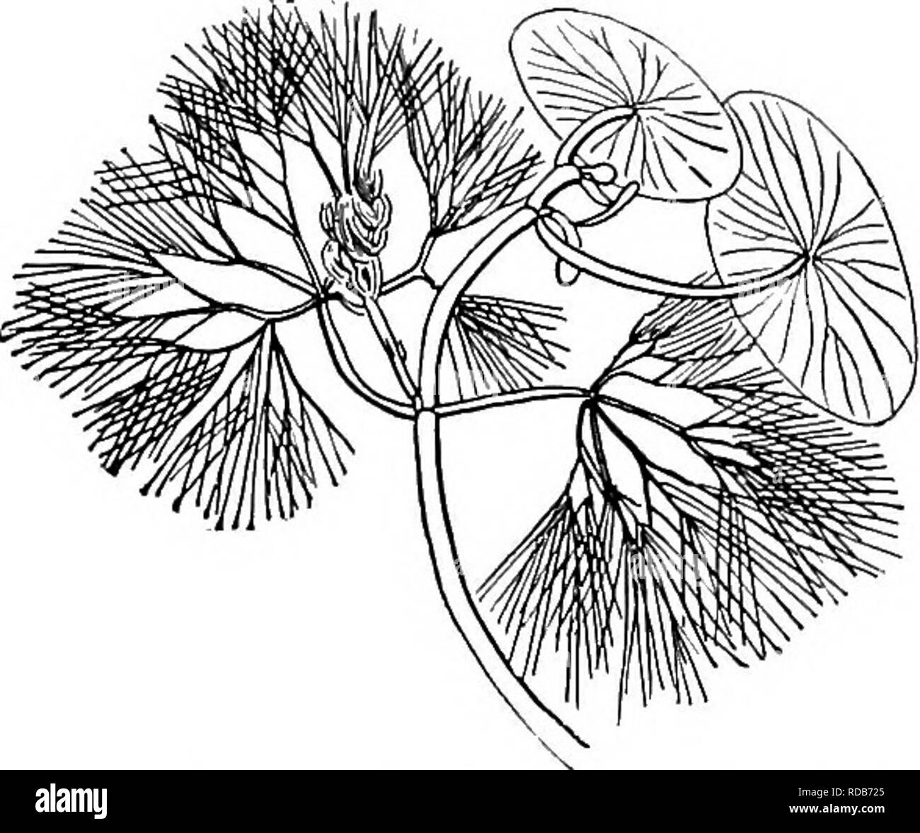 . Fresh-water biology. Freshwater biology. Fig. 255. Potamogelon natans. One floating leaf and three submerged leaves, representing the thread-like form of the monocotyledonous type of sub- merged leaf. (After Gobel.) thread-like leaves are very common and may be the only kind occur- ring on the plant, as in Potamogeton pectinatus, or they may occur on the same plant together with floating leaves, as in Potamogeton natans (Fig. 255). It is to be noticed that most of the monocoty- ledons conform to some one of the types mentioned, while the dicotyledons seem to favor another habit, such as is s Stock Photo