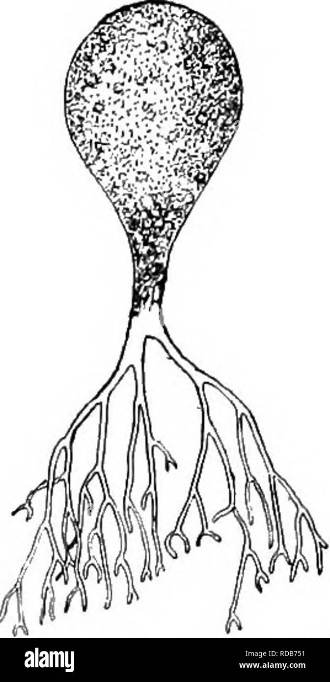 . Fresh-water biology. Freshwater biology. :'^::l;/.*ii^'s:iSi£^^J^'SS.-sdf±iSi-u'^ 251 (250, 252). Fig. 243. Bolrydium granulalum Greville. X is. (After Goebel and Woronin.) 252 (250, 251) Plants growing on the tissues of higher plants. Phyllosiphon Kuhn. Plants parasitic in the leaves and stems of aquatic plants. The lower end is inflated, green, the upper part colorless. In the vegetative part the chromatophores are indistinct. Reproduction by internal division or aplano- spores which are liberated by the rupturing of the cell wall. In these the rhromatophore is distinct. Fig. 244. Phyllos Stock Photo