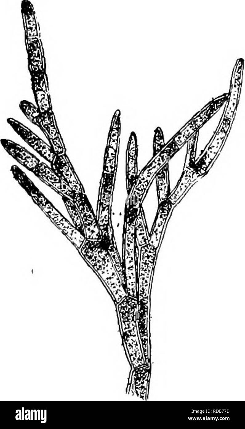 Fresh Water Biology Freshwater Biology I66 Fresh Water Biology 224 227 Branches Abundant 225 225 226 Plants Large Tufted Reproduction By Zoospores Cladopkorakvltzing Plant Frequently Very Large Diameter Of The Filaments Much Greater