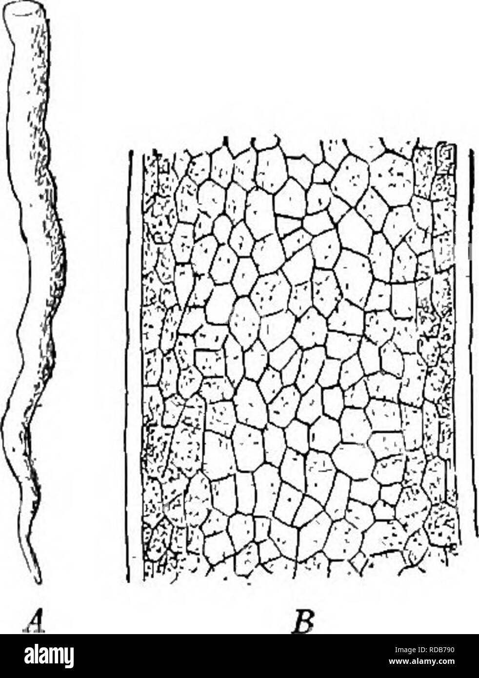 . Fresh-water biology. Freshwater biology. THE FRESH-WATER ALGAE l6l 192 (193) Plant cylindrical, flattened, or branched, of a sinniple layer of cells, reproduction by zoospores and isogametes. Enteromorpha Link. Frequently branched and variable in shape; chromatophore parietal, with one pyrenoid. Zoospores with four ciha and a pigment spot. Gametes with two cilia. Both zoospores and gametes are formed in the vegetative cells except those at the base. The greater number  of species of Enieromorpha. are marine, though E. inkslinalis is found in the fresh water. Many of the salt-water forms are  Stock Photo