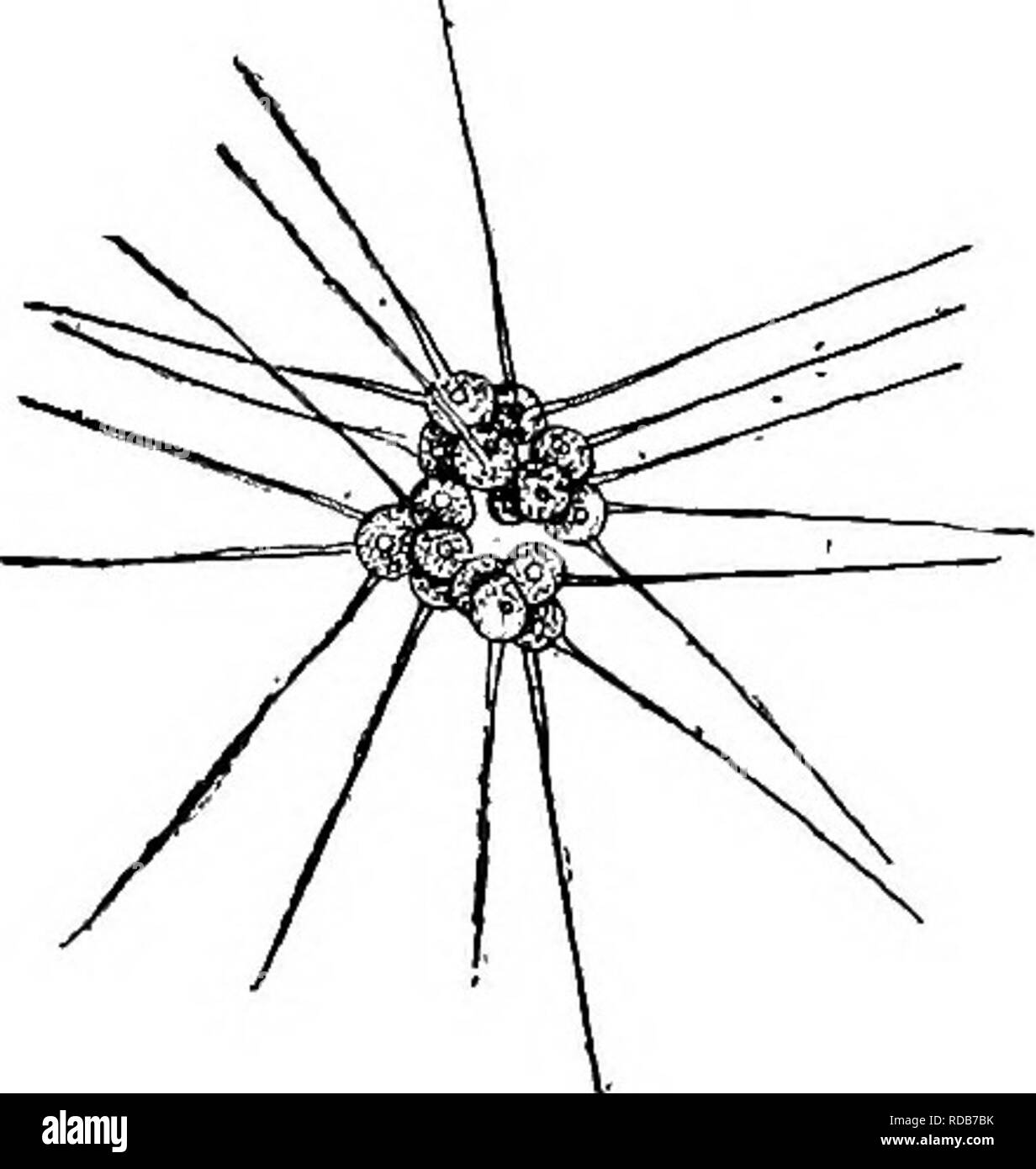 Fresh Water Biology Freshwater Biology 146 144 145 Cells Solitary Membrane With Short Spines Or Network Trochiscia Kiitz Cells Perfectly Spherical The Spines Or Reticulate Markings Project Ing But Little Chromatophores Usually