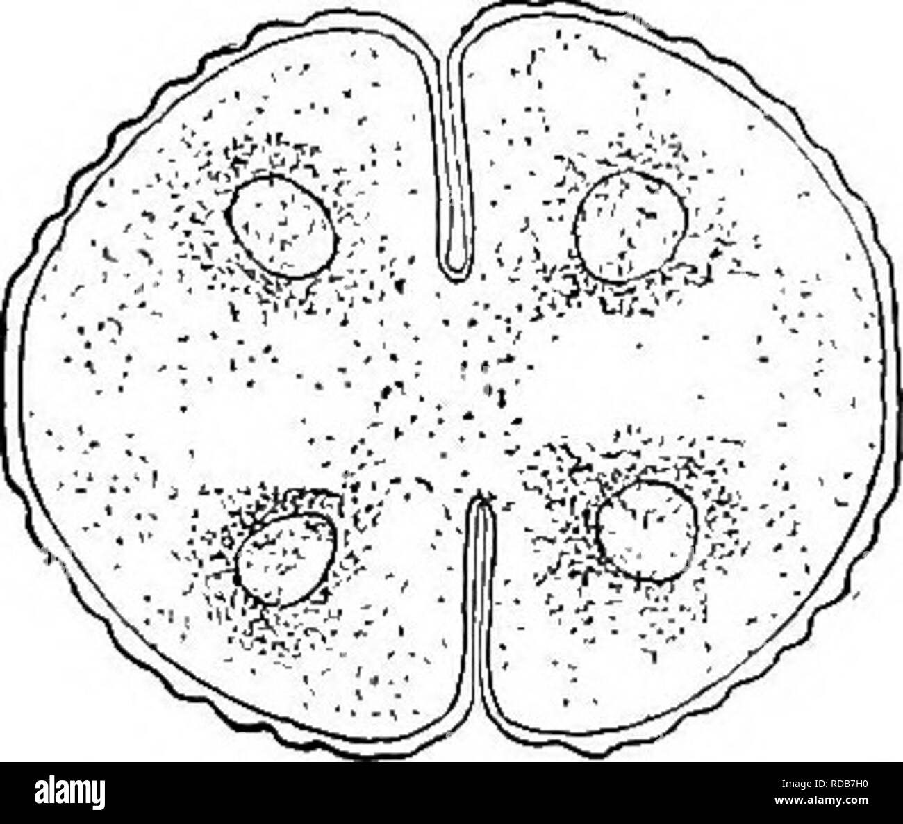 . Freshwater biology. Freshwater biology. Fig. 131. Cosmarium botrytis