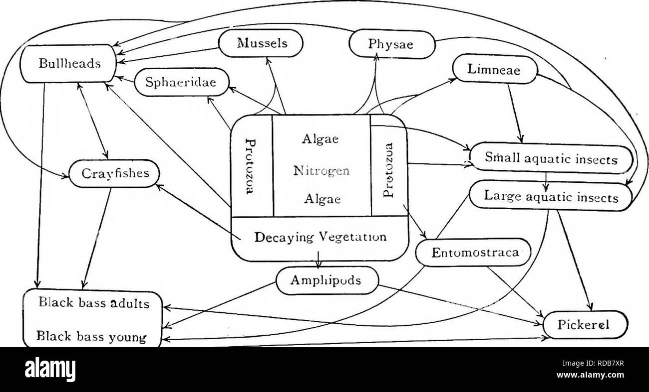 Fresh-water biology. Freshwater biology. CONDITIONS OF EXISTENCE 53 animals difler in their relations to bottom and are in disagreement with reference to their vertical distribution in nature. Turning to reactions to Fresh-water biology. Freshwater biology. CONDITIONS OF EXISTENCE 53 animals difler in their relations to bottom and are in disagreement with reference to their vertical distribution in nature. Turning to reactions to