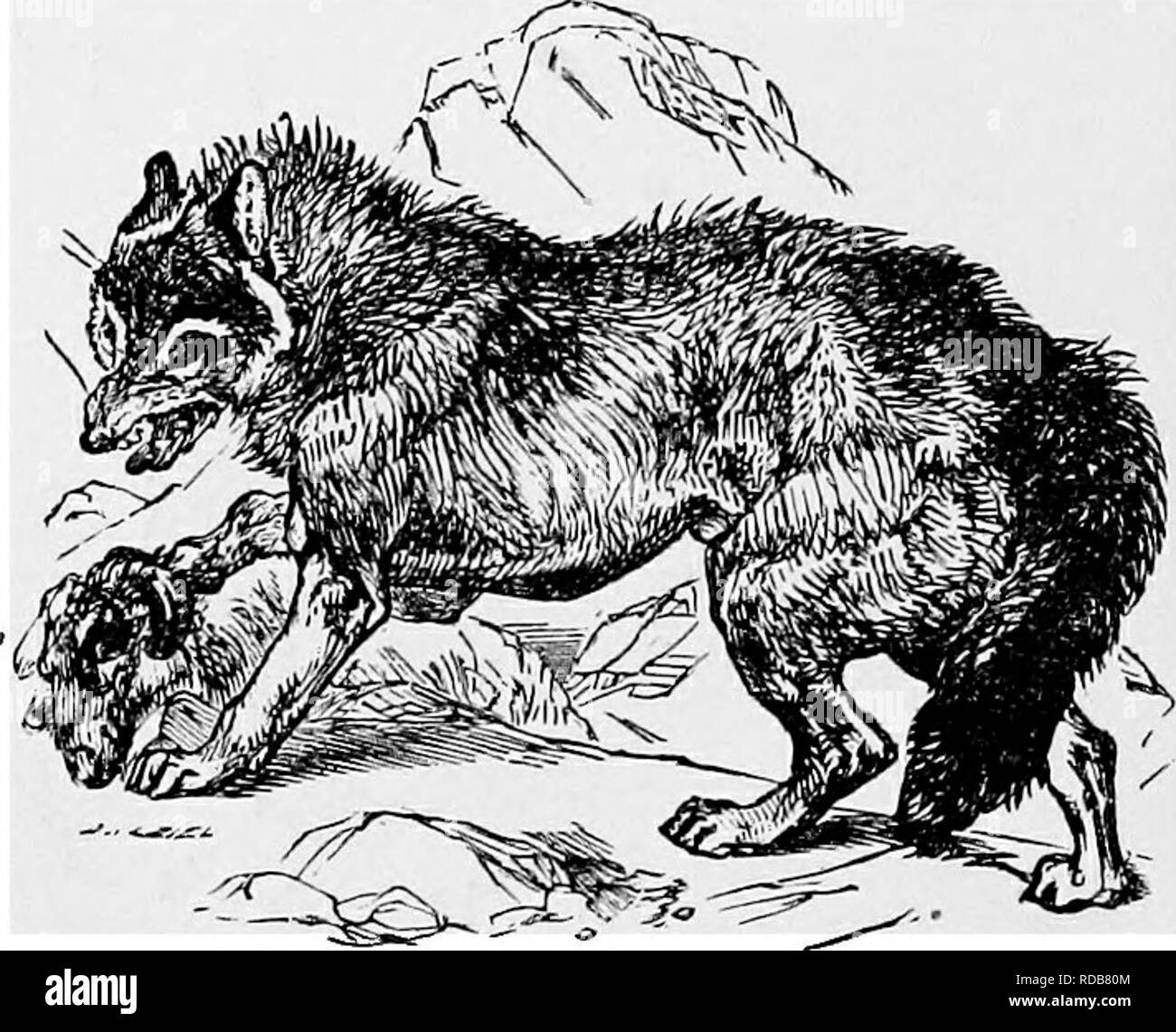 Dangerous Animals Black And White Stock Photos Images Alamy