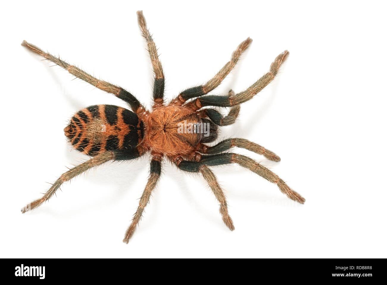 Davus fasciatus / Cyclosternum fasciatum Stock Photo