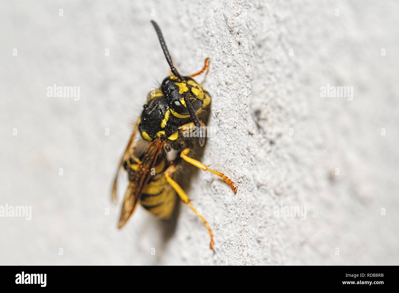 Wet wasp hires stock photography and images Alamy