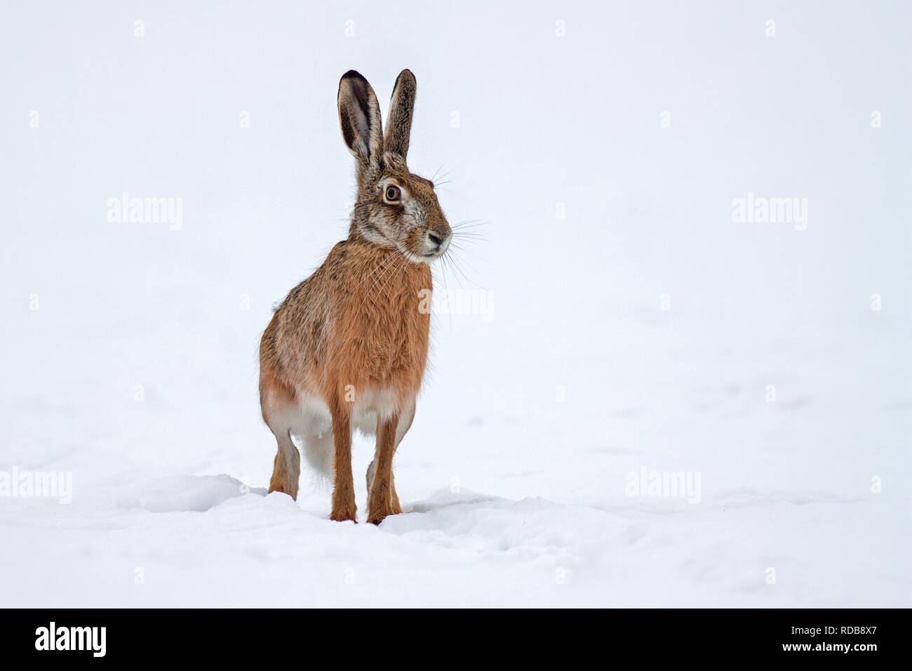 European brown hare Stock Photo
