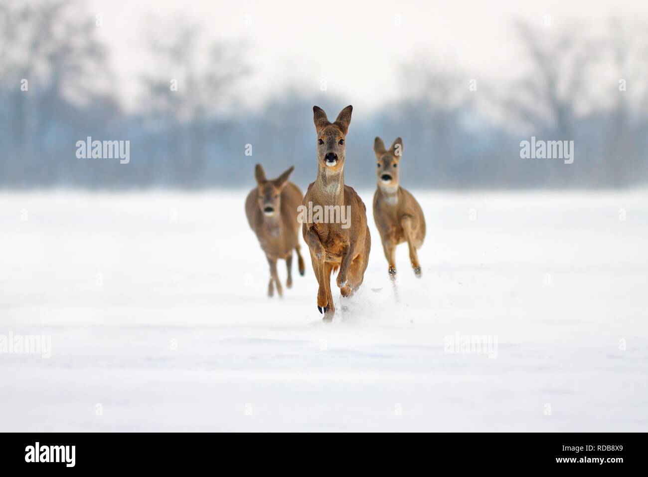 Three running deer in deep snow Stock Photo