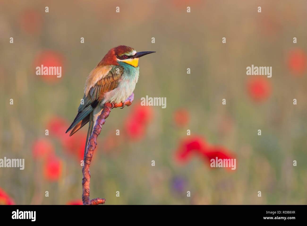 European bee-eater, merops apiaster, perched near poppy flowers. Stock Photo