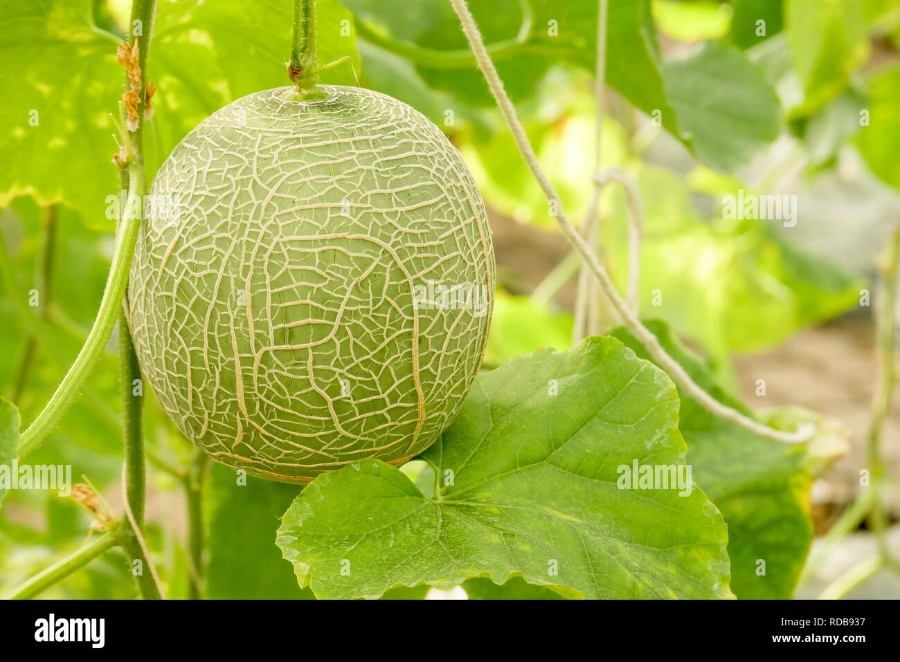 Cantaloupe cultivation hires stock photography and images Alamy