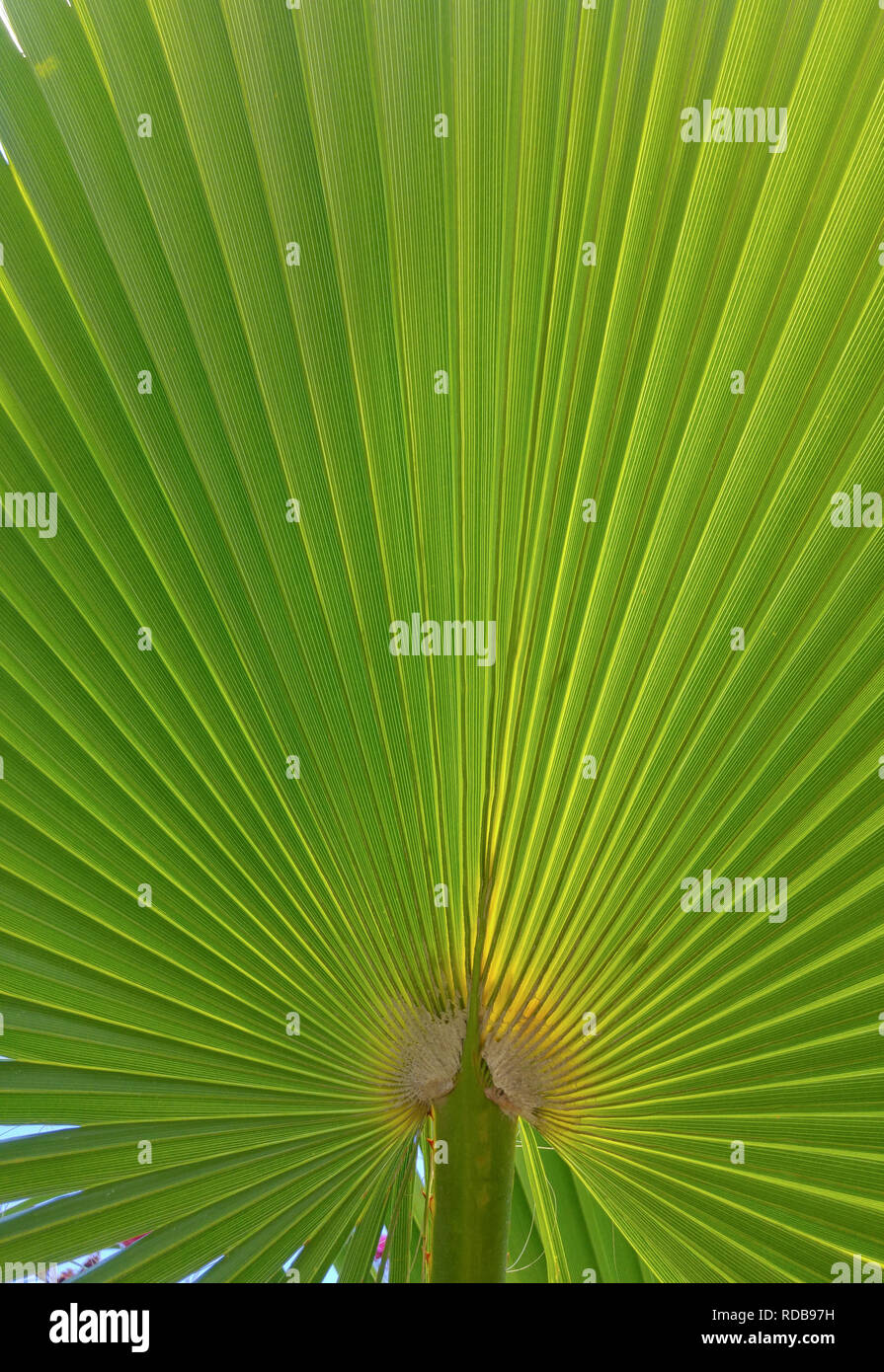 Green background of palm leaf, vertical Stock Photo - Alamy