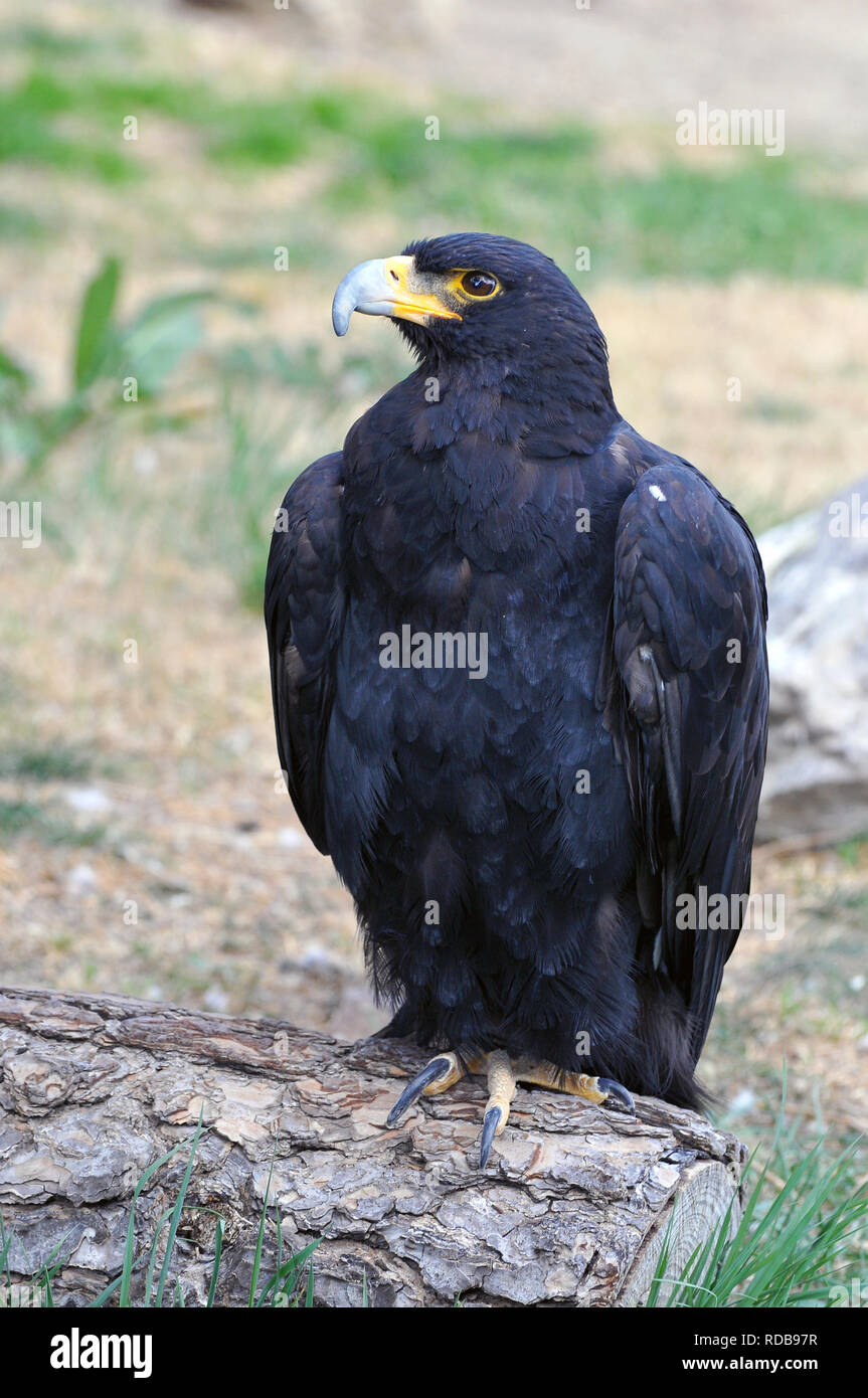 Verreaux's eagle, black eagle, kaffersas, Kaffernadler, Verreaux-sas, Aquila verreauxii Stock Photo