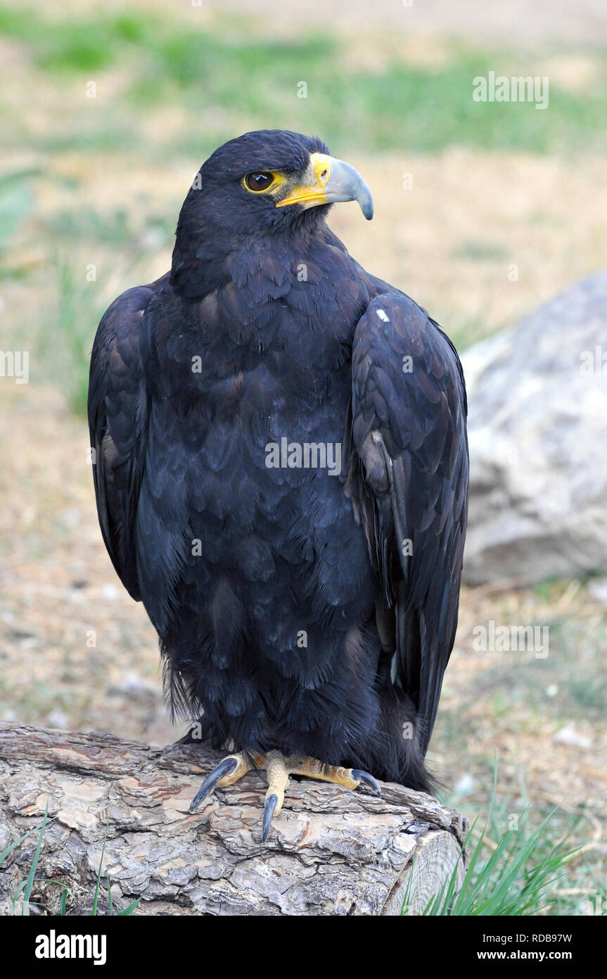 Verreaux's eagle, black eagle, kaffersas, Kaffernadler, Verreaux-sas, Aquila verreauxii Stock Photo