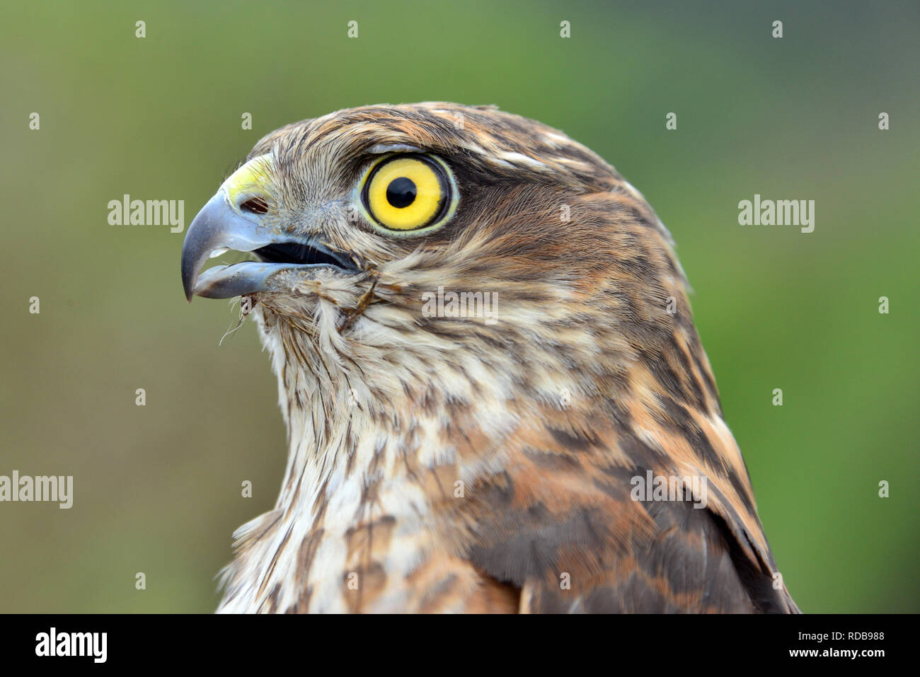 Eurasian sparrowhawk, northern sparrowhawk or simply the sparrowhawk, Sperber, karvaly, Accipiter nisus Stock Photo