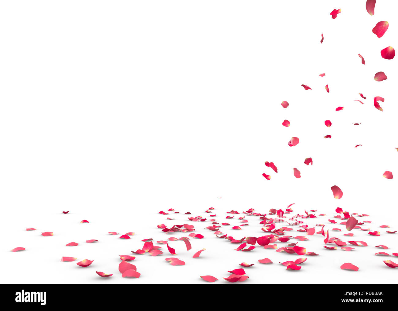 Many rose petals fall on the floor. Isolated on white background Stock