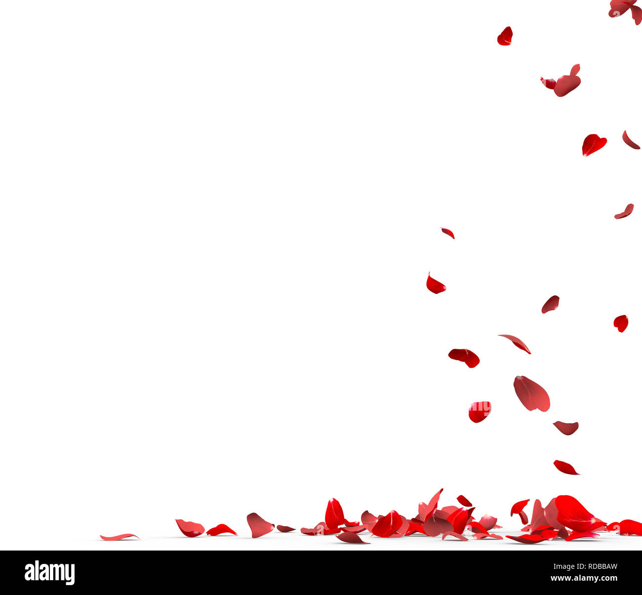 Many rose petals fall on the floor. Isolated on white background Stock