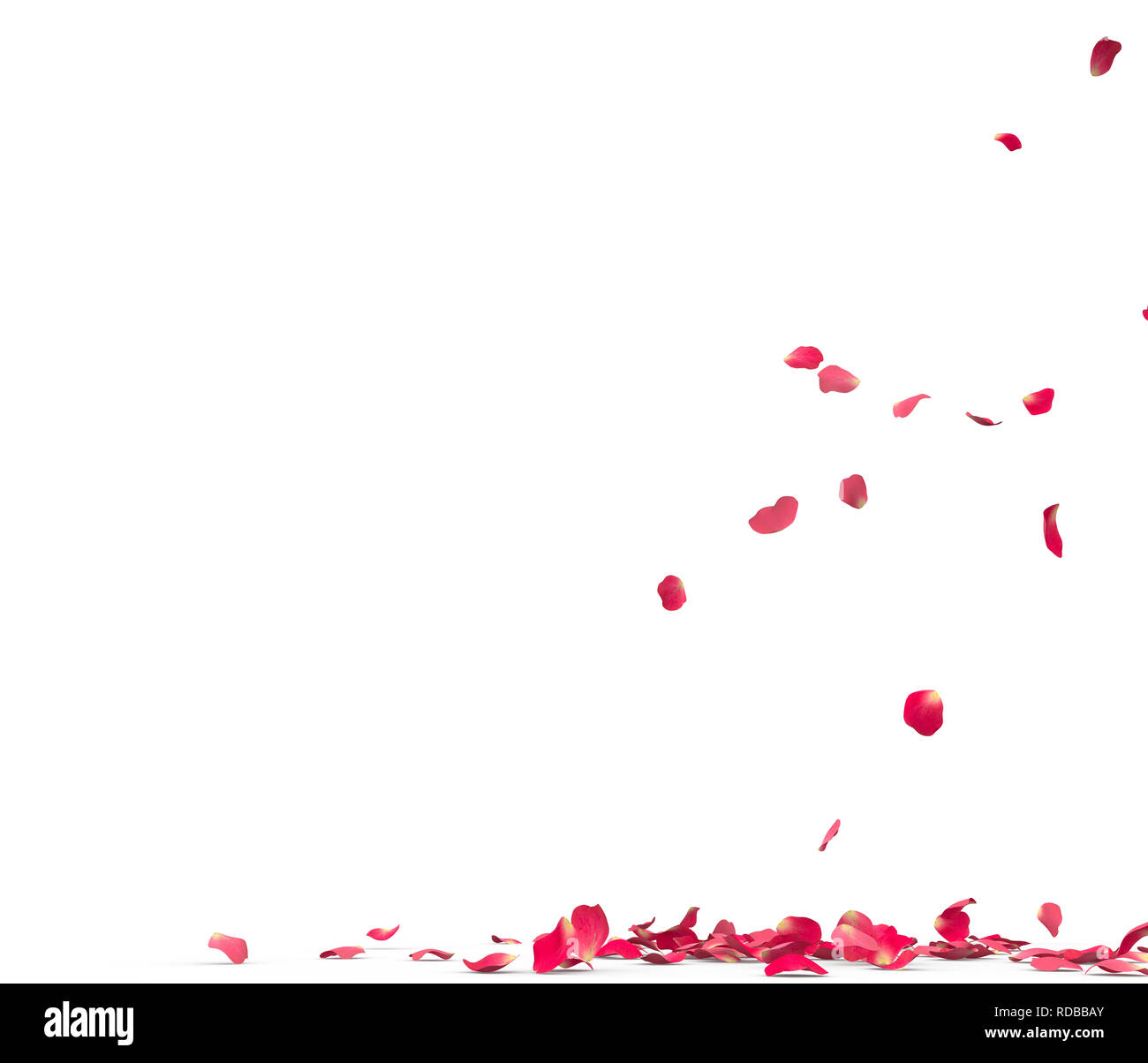 Many rose petals fall on the floor. Isolated on white background Stock