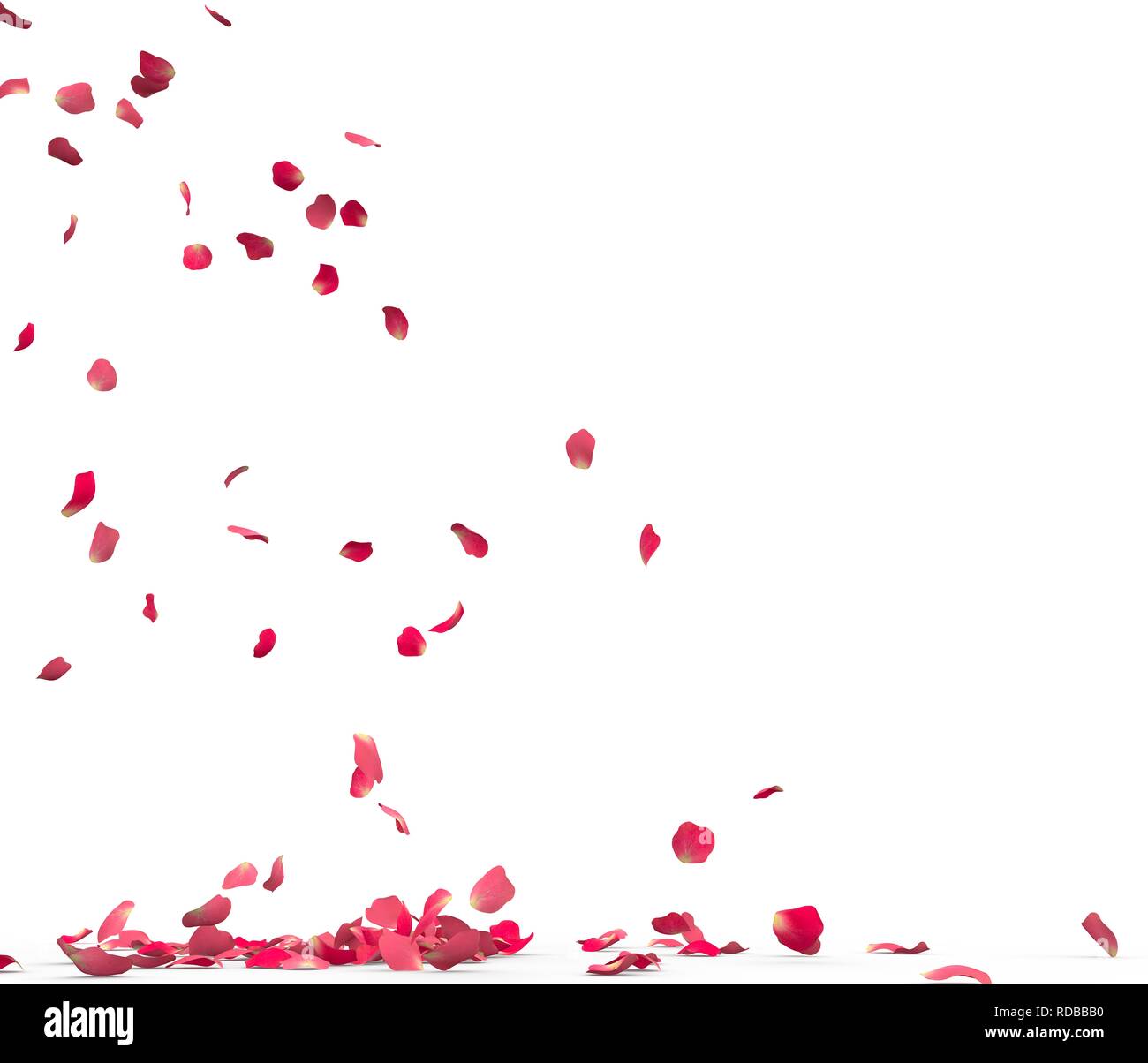 Many rose petals fall on the floor. Isolated on white background Stock