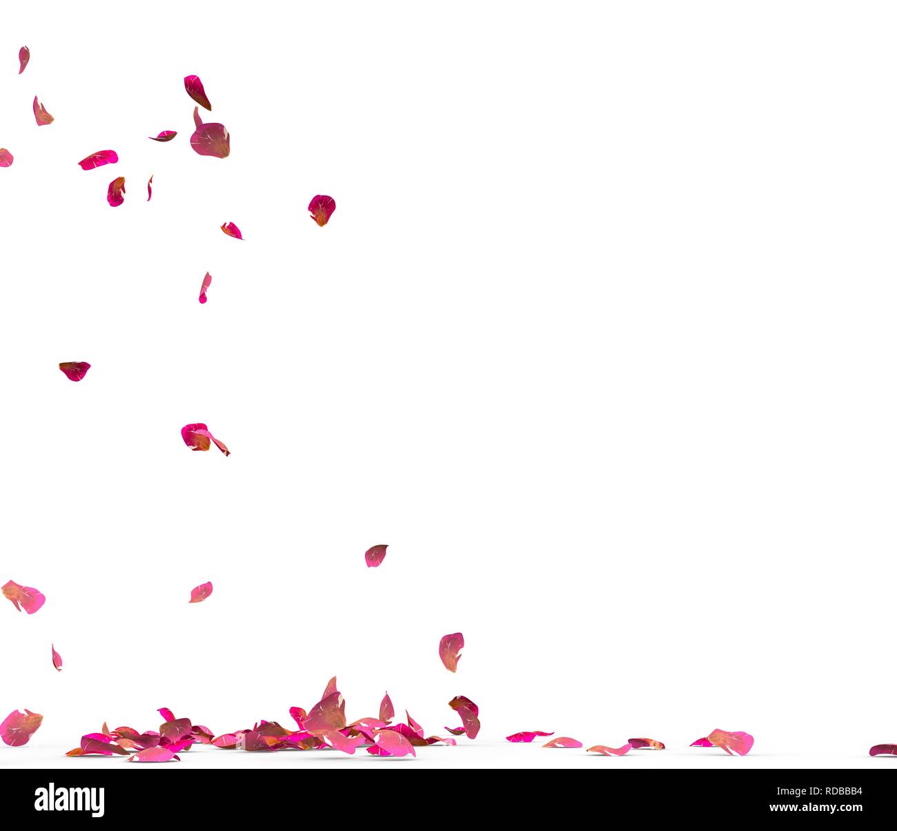 Many rose petals fall on the floor. Isolated on white background Stock