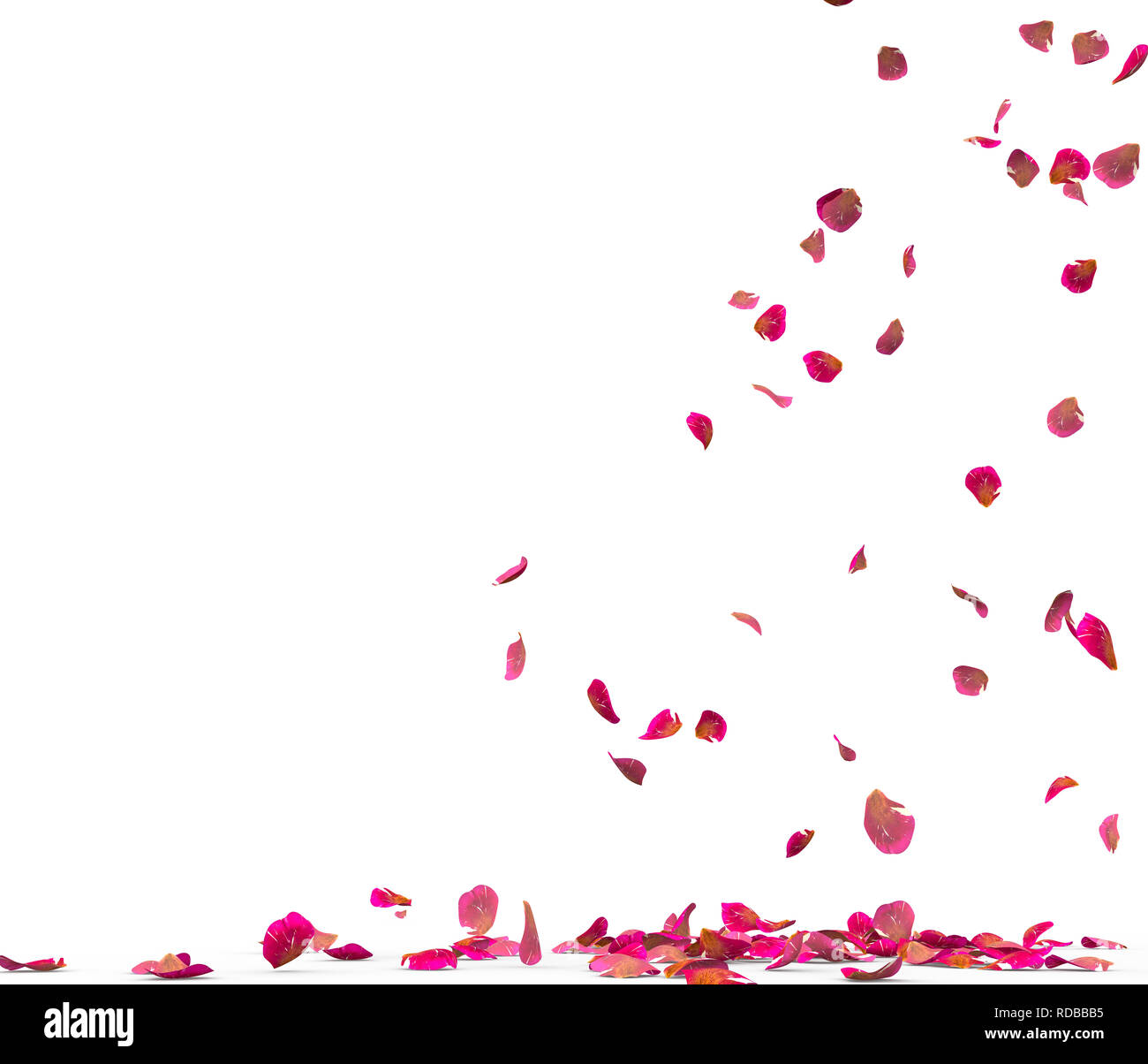 Many rose petals fall on the floor. Isolated on white background Stock