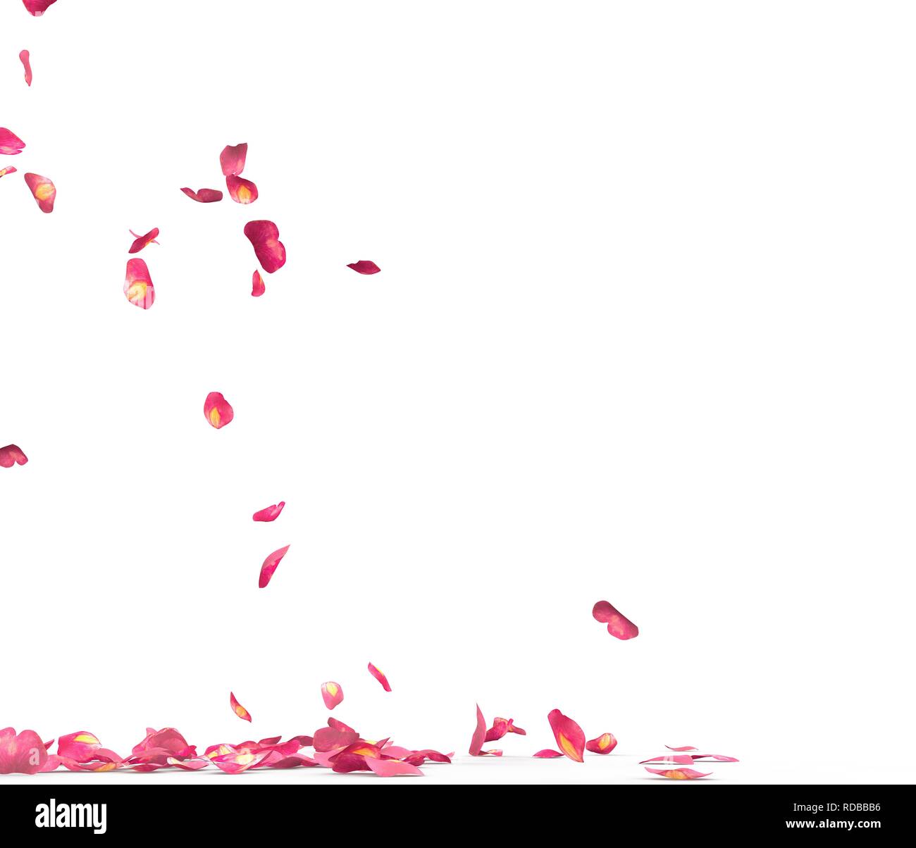 Many rose petals fall on the floor. Isolated on white background Stock