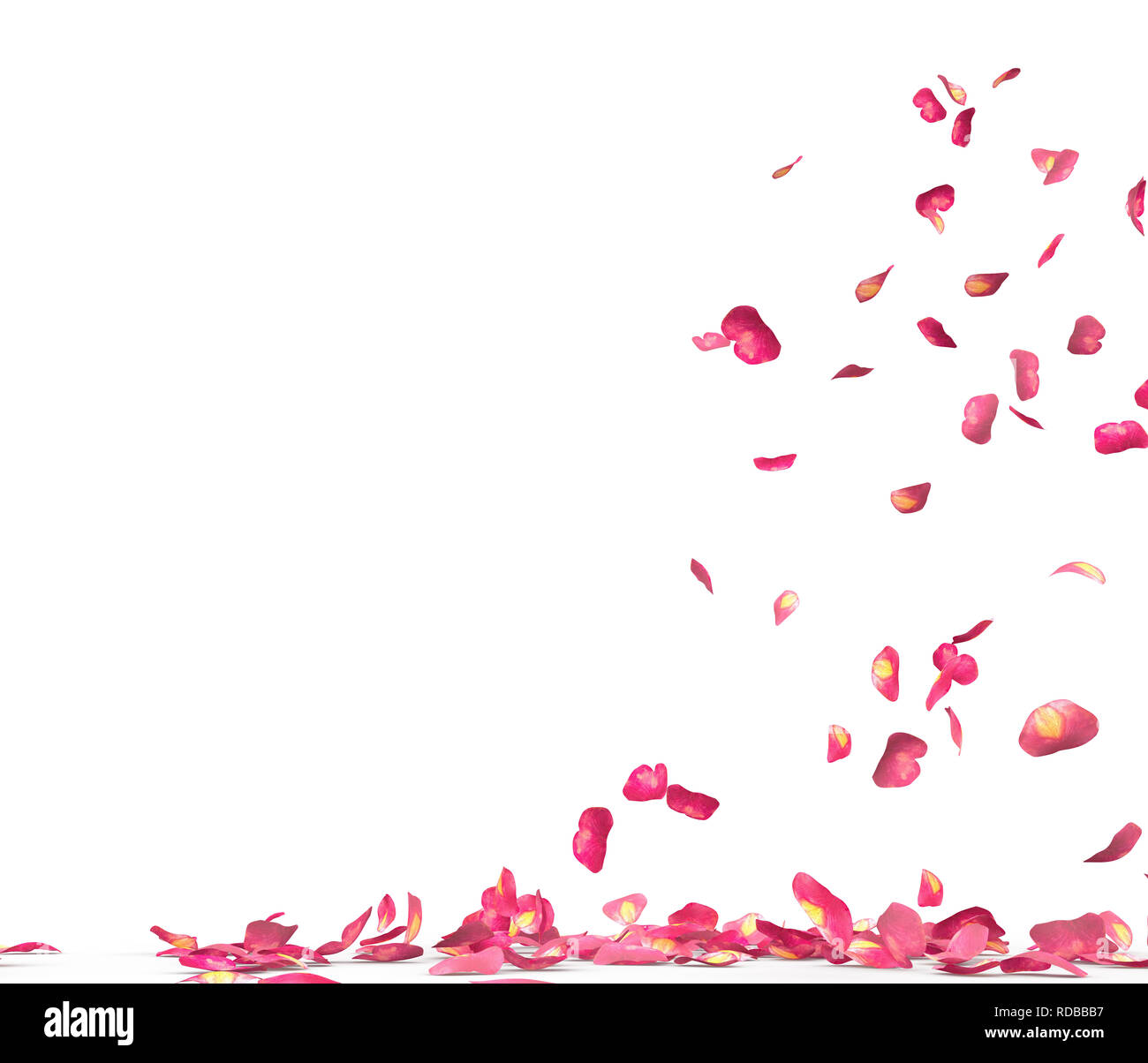 Many rose petals fall on the floor. Isolated on white background Stock