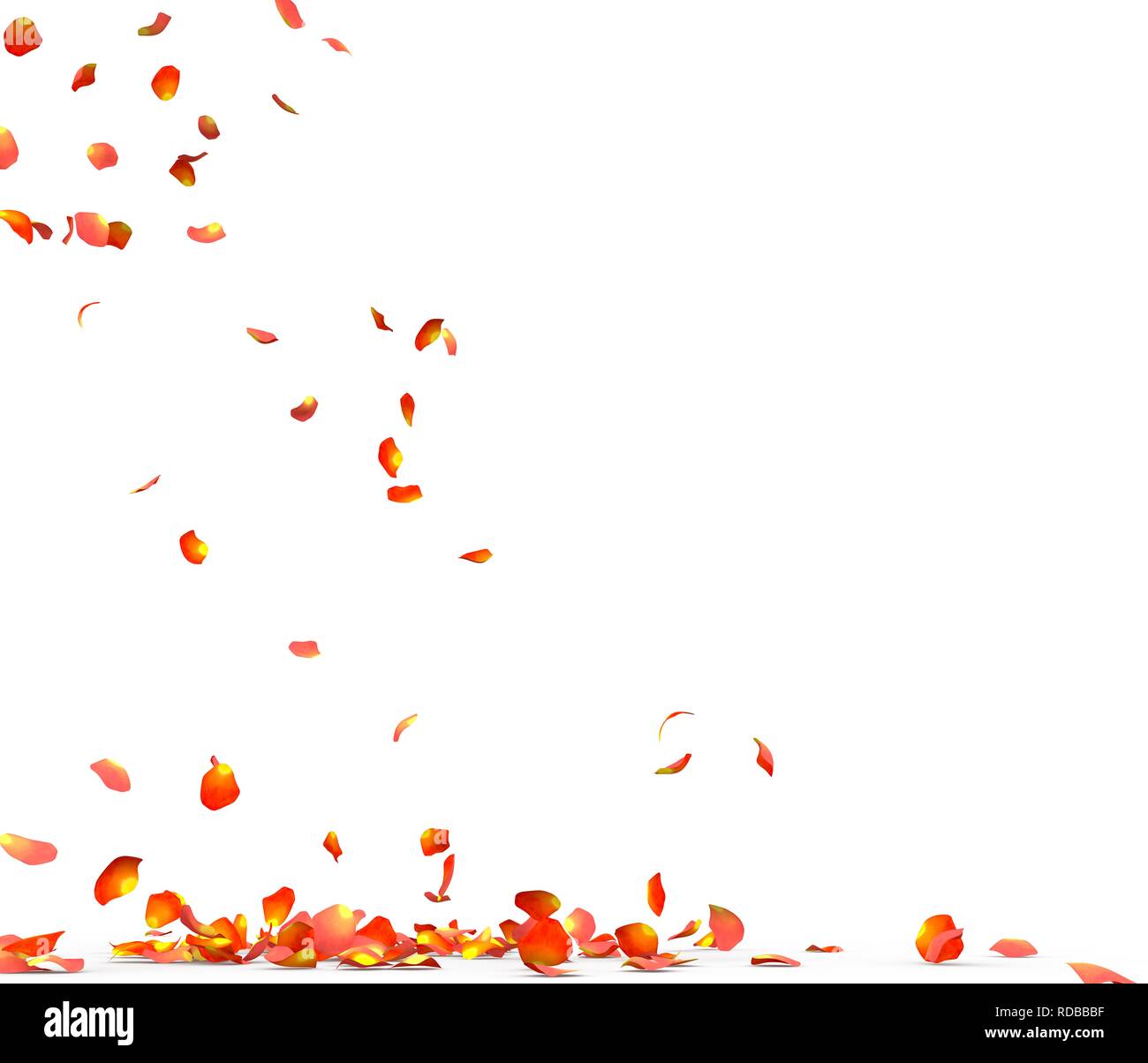 Many rose petals fall on the floor. Isolated on white background Stock