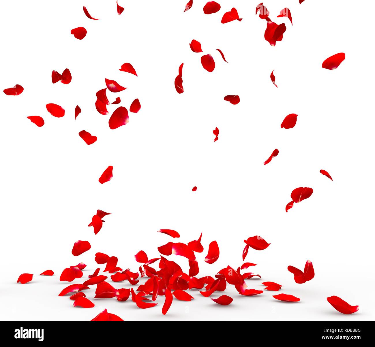 Many rose petals fall on the floor. Isolated on white background Stock