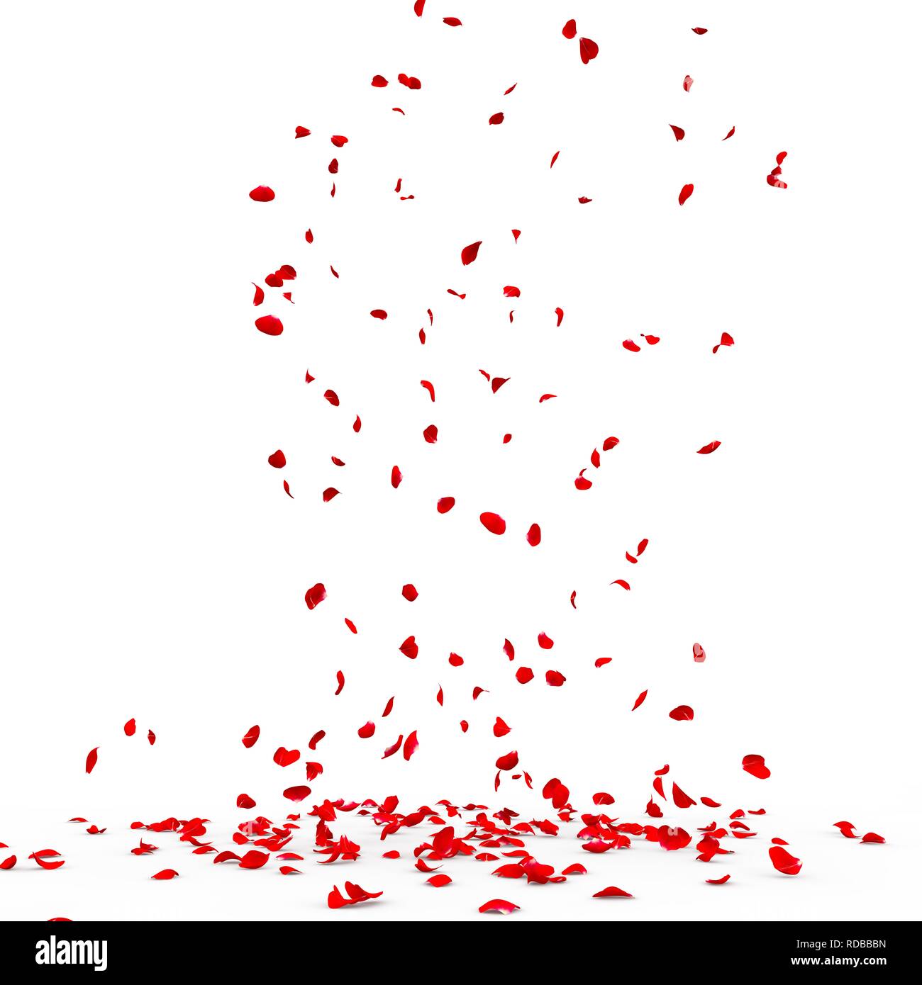 Many rose petals fall on the floor. Isolated on white background Stock