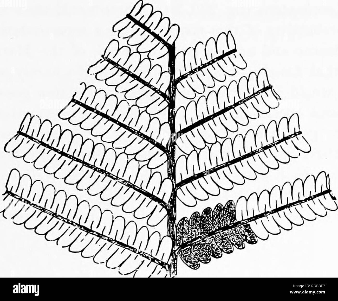 . Fossil plants for students of botany and geology . Paleobotany. xxi