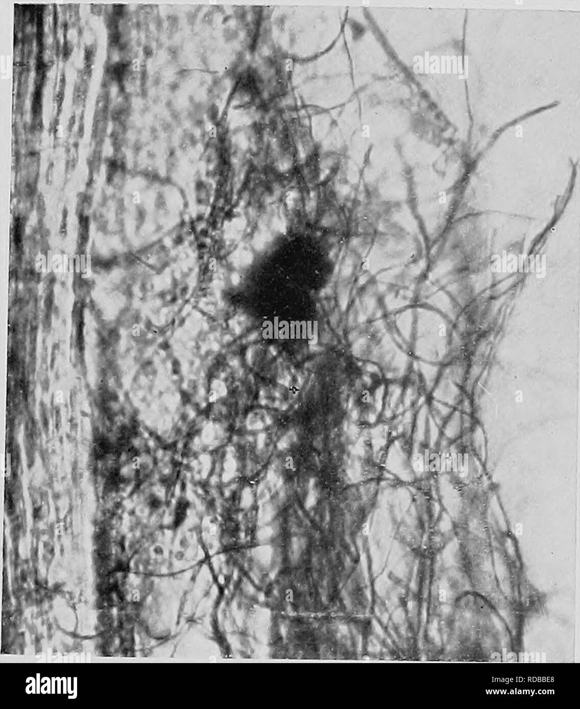 . Heart rot of Ptaeroxylon utile (Sneezewood) caused by Fomes rimosus (Berk.). Trees; Sneezewood. Fig. 9. Fig. 10. Adlard 4- Son J- JJ'nt Nemman, Ltd.. Please note that these images are extracted from scanned page images that may have been digitally enhanced for readability - coloration and appearance of these illustrations may not perfectly resemble the original work.. Bijl, Paul A. van der. [Cape Town, Royal society of South Africa Stock Photo
