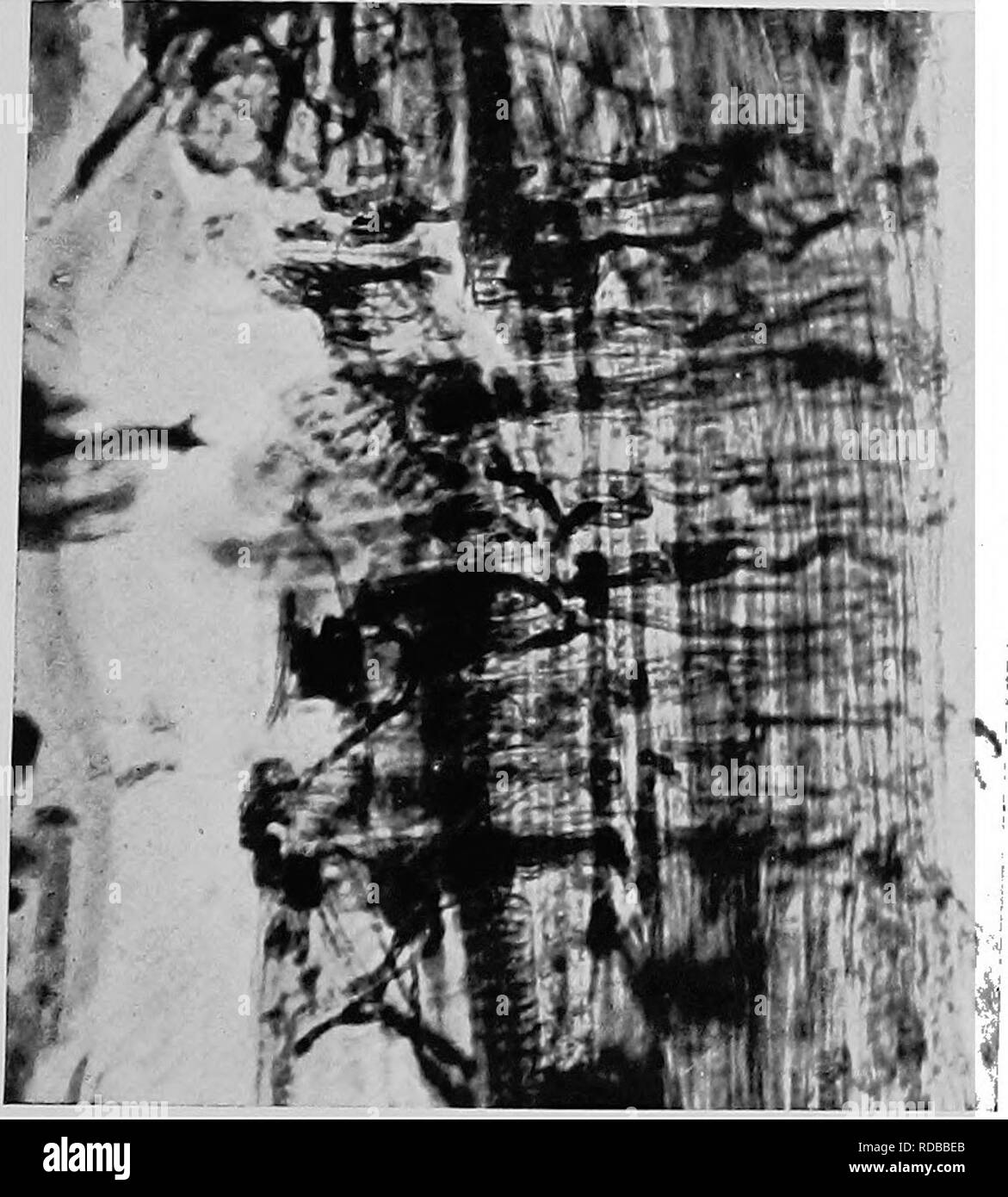 . Heart rot of Ptaeroxylon utile (Sneezewood) caused by Fomes rimosus (Berk.). Trees; Sneezewood. bo. Please note that these images are extracted from scanned page images that may have been digitally enhanced for readability - coloration and appearance of these illustrations may not perfectly resemble the original work.. Bijl, Paul A. van der. [Cape Town, Royal society of South Africa Stock Photo