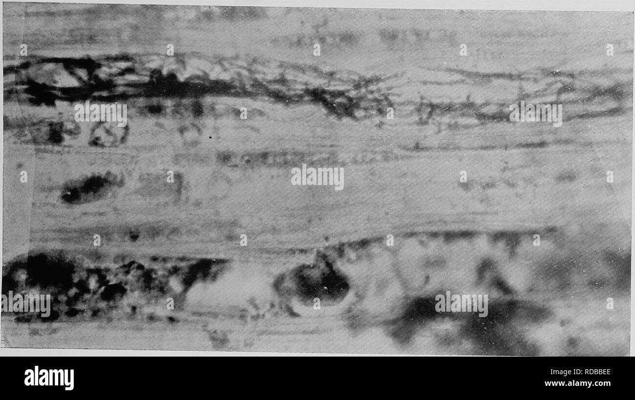 . Heart rot of Ptaeroxylon utile (Sneezewood) caused by Fomes rimosus (Berk.). Trees; Sneezewood. Trans. E. Soc. S. Afr. Vol. VI. Plate XLII.. bo. Please note that these images are extracted from scanned page images that may have been digitally enhanced for readability - coloration and appearance of these illustrations may not perfectly resemble the original work.. Bijl, Paul A. van der. [Cape Town, Royal society of South Africa Stock Photo