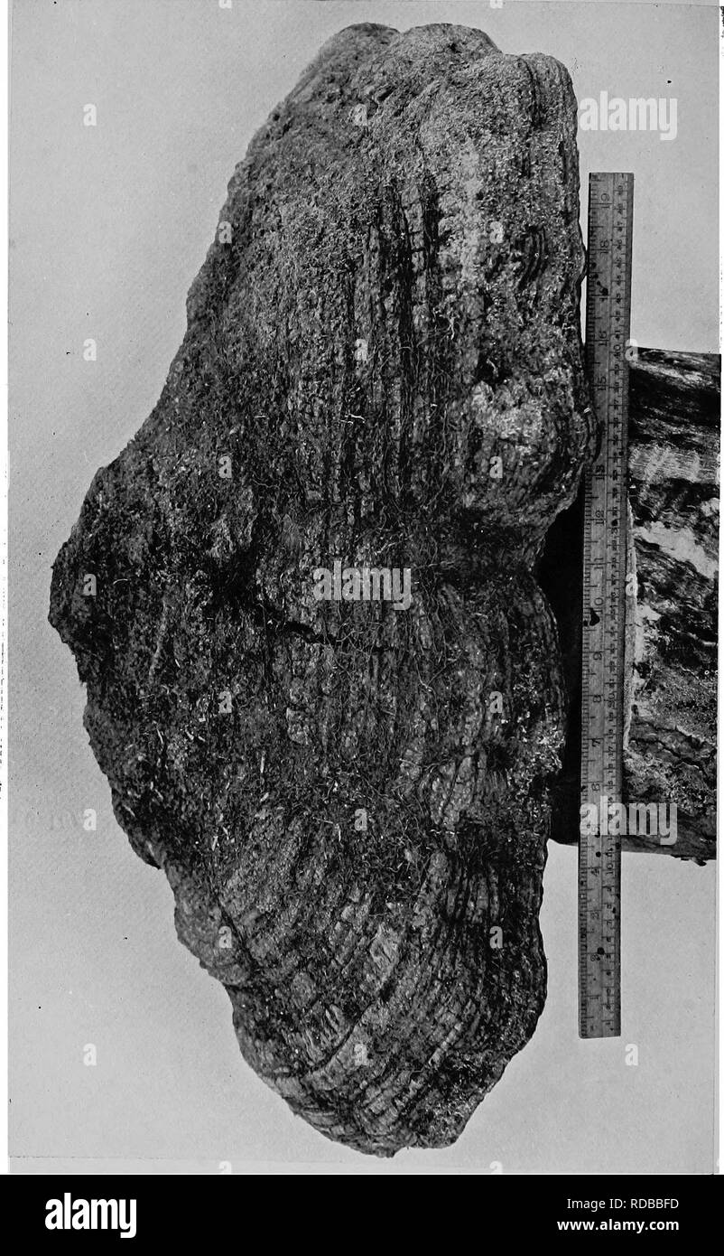 . Heart rot of Ptaeroxylon utile (Sneezewood) caused by Fomes rimosus (Berk.). Trees; Sneezewood. Trans. Eoy. Soc. 8. Afr. Vol Plate XXXIX.. Please note that these images are extracted from scanned page images that may have been digitally enhanced for readability - coloration and appearance of these illustrations may not perfectly resemble the original work.. Bijl, Paul A. van der. [Cape Town, Royal society of South Africa Stock Photo