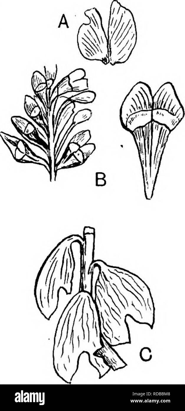 . Fossil plants : for students of botany and geology . Paleobotany. I-] SCHIZOLEPIS 441. by a narrow stalk-Kke basal portion (fig. 808, B). Schenk states that there are two anatropous seeds to each scale, but it is not clear if the actual seeds are present. Schizolepis Follini Nathorst. In this species from the Ehaetic flora of Scania^ the bilobed scales are sessile and broader than in S. Braunii. In some specimens there appear to be two seeds near the base of a scale. Saporta^ regards the cone-scales of the type-species and S. Follini as double structures, the trans- verse line shown in Schen Stock Photo