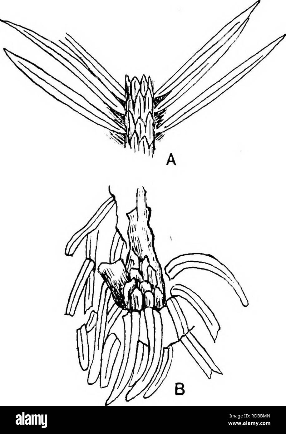 . Fossil plants : for students of botany and geology . Paleobotany. 434 CONIFBEALES INCEETAB SEDIS [CH. branches from the Keuper of Germany which he named C. dubius: this species is identified by Saporta^ with Palissya Braunii, but the latter name is now restricted to shoots bearing a particular form of strobilus. Nathorst^, on the other hand, suggests that C. dubius may belong to Elatides, and the same author instituted a new generic name Camptophyllum^ for fragmentary foliage-shoots. Fig. 804. A, Elatocladus degans? B, Elatodadua Schimperi Velenovsky; B, after Nathorst. Nat. size.) (A, after Stock Photo