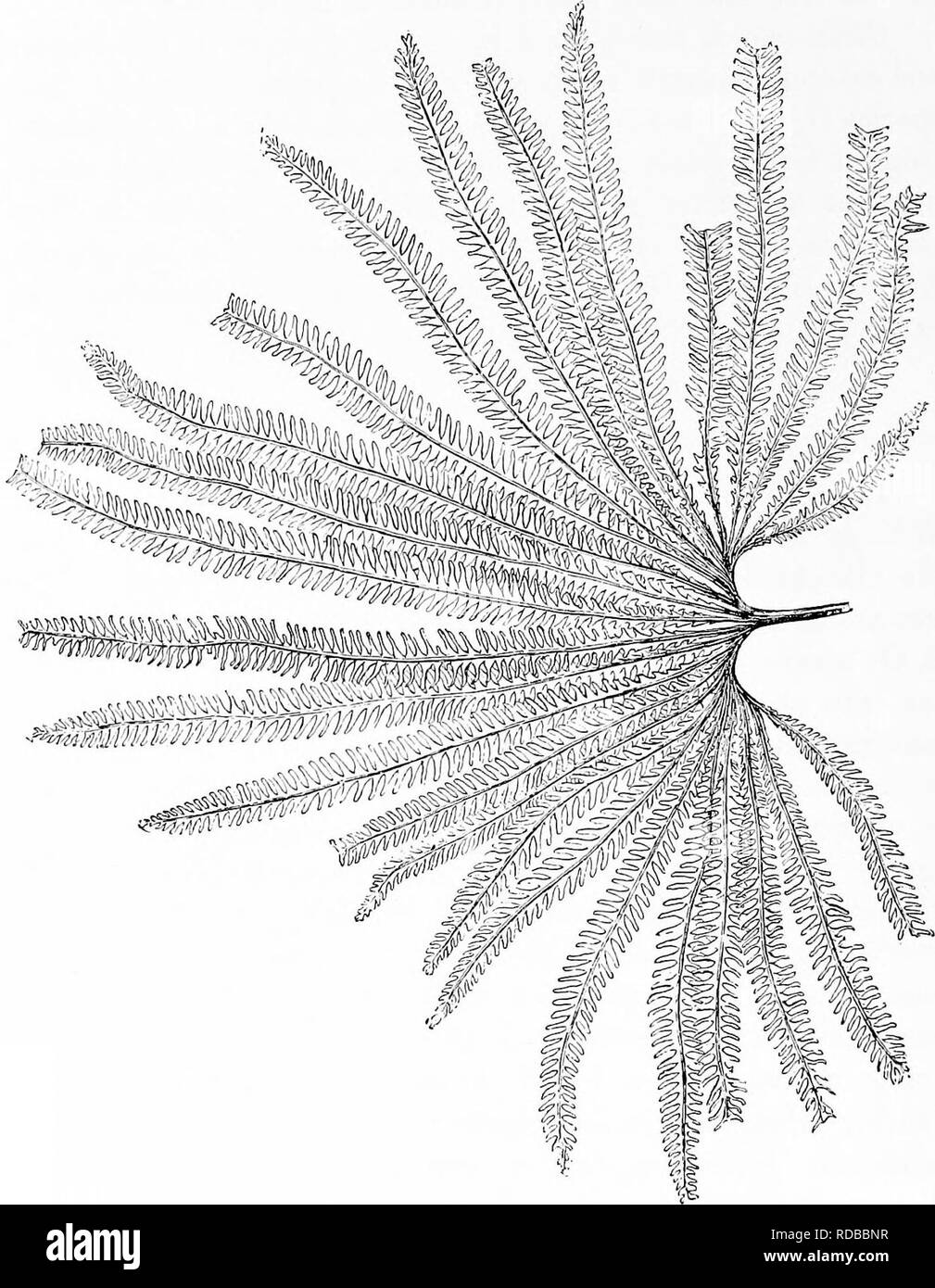 . Fossil plants : for students of botany and geology . Paleobotany. 292 FILICALES [CH. the Malay region : M. pectinata grows in Western Borneo and m various localities in the Malay peninsula, while M. sarmentosa. MB. Fig. 227. Matoniapectinata. (^ nat. size.) M.S. has been found in one locality only; the latter species has recently been transferred to a new genus Phanerosorus, but in view of the practical identity in anatomical structure and. Please note that these images are extracted from scanned page images that may have been digitally enhanced for readability - coloration and appearance of Stock Photo