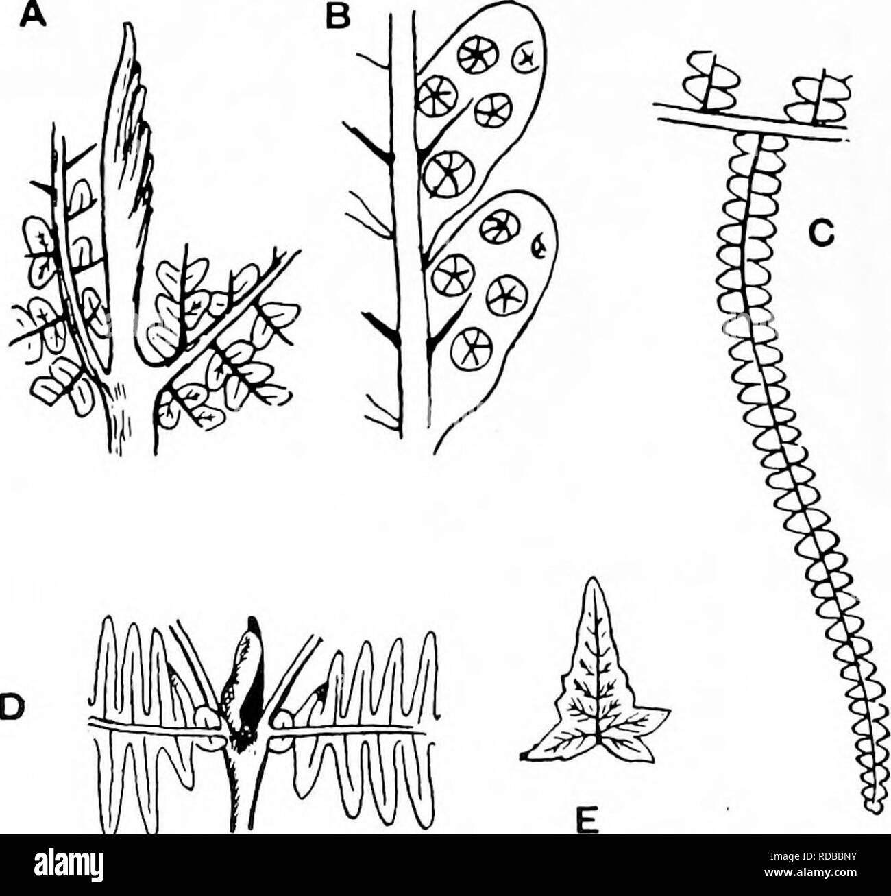 . Fossil plants : for students of botany and geology . Paleobotany. Fig. 225. Gleichenia dicarpa. (J nat. size.). IfFl Fig. 22G. A, B. GUichenites Rostafinskii, Kaciborski. C. Gleichenia dicarpa. (Nat. size.) D, E. Gleichenia dichotovia. (Reduced.) (A, B, after Raoiboiski; C, after Hooker ; D, E, after Goebel.). Please note that these images are extracted from scanned page images that may have been digitally enhanced for readability - coloration and appearance of these illustrations may not perfectly resemble the original work.. Seward, A. C. (Albert Charles), 1863-1941. Cambridge : University Stock Photo