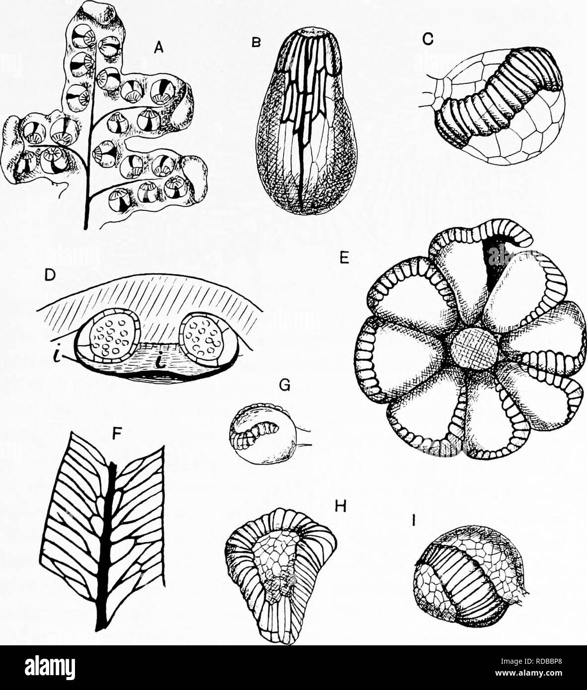 . Fossil plants : for students of botany and geology . Paleobotany. xx] GLEICHENIACEAE 289 semi-circular in form (fig. 226, C), in others (sect. Mertensia') the segments are linear (fig. 226, D), and in many species the fronds are distinguished by the regular dichotomous branching. Fio. 224. A. Aneimia flexuosa. B. A. phyllitidis. C. Hymeiwphyllum dilatatum. D. E, F, G. Matonia pectinata; i, indusium. H. Thyrsopteris elegans. I. Gleichenia circinata. (A, B, after Prantl; C, G, H, I, after Bower.) 1 Underwood (07), p. 243, has adopted Bernhardi's genus Dicranopteria in place of Mertensia on the Stock Photo