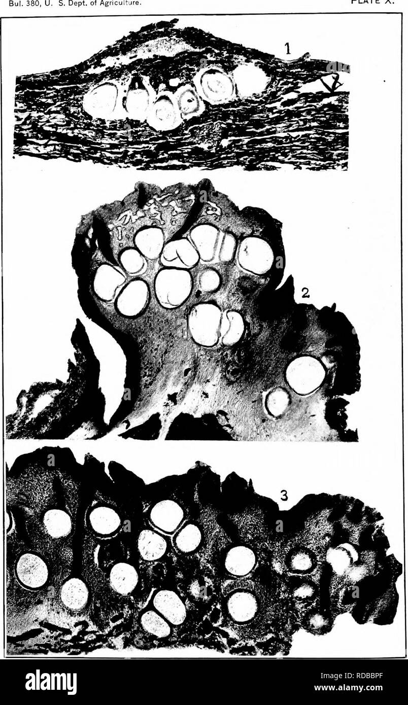 . Chestnut blight. Chestnut blight; Chestnut. Plate X.. Fig. 1.—Endothia fluens. Vertical Section of a Stroma from Italy, Showing Young Perithecia IN A Single Layer. X 49. Fig. 2.—Endothia qyrosa. Ver- tical Section of a Stroma on Beech, Showing Mature Pycnidia with Mature Perithecia below Them, x 32. FiQ. 3.—Endothia qyrosa. Vertical Section of a Portion of a Large Stroma, Showing Perithecia Irregularly Arranged IN Several Layers.. Please note that these images are extracted from scanned page images that may have been digitally enhanced for readability - coloration and appearance of these ill Stock Photo
