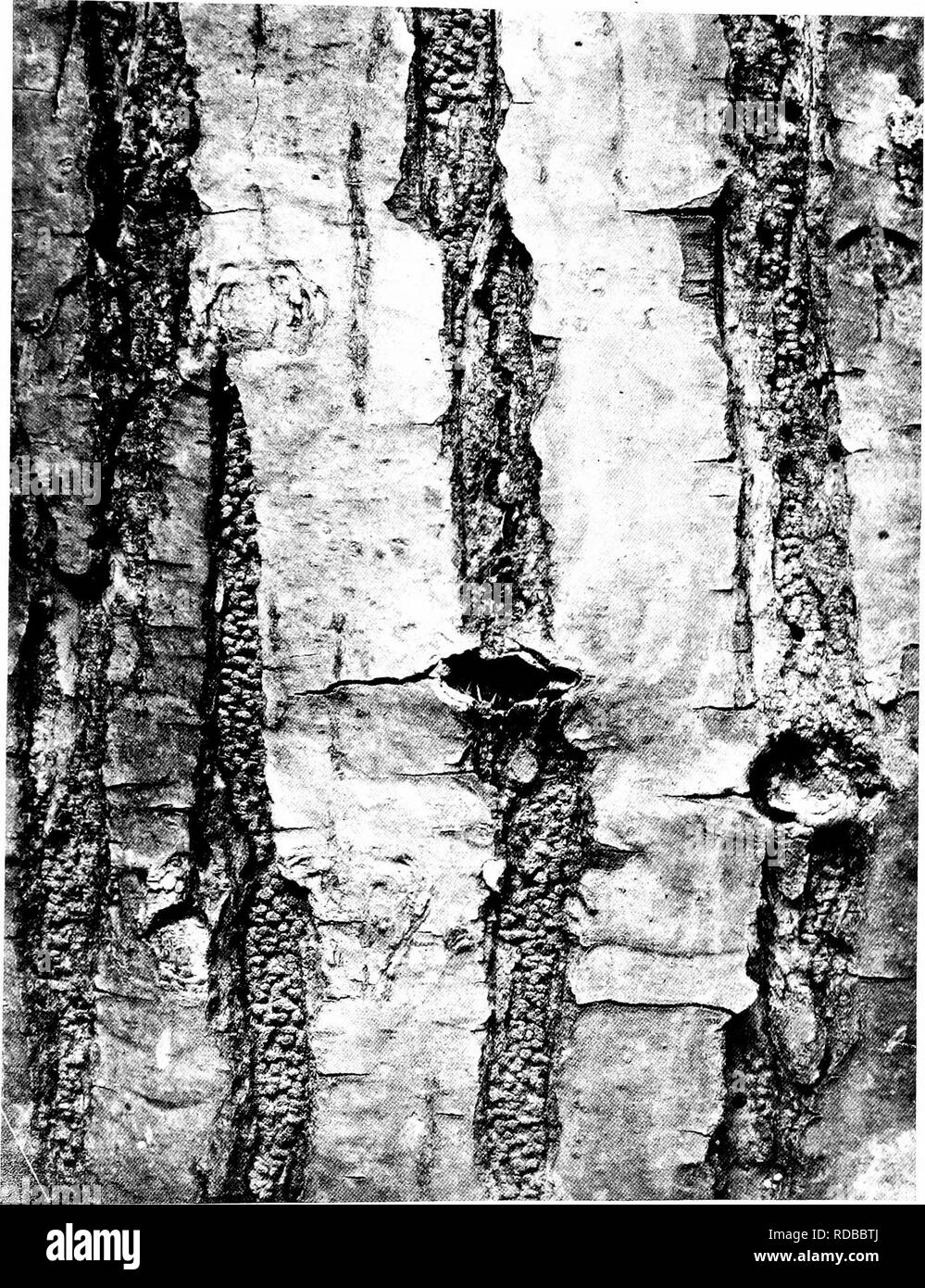 . Chestnut blight. Chestnut blight; Chestnut. PUSTULKS m CRACKS OF BARK. When the pustule attacks a large limb or the trunk, there is Httle obvious change in the external appearance of the bark itself, but the pustules show in the cracks of the bark, as can be clearly seen in this photograph. The bark often sounds hollow when tapped. The fungus continues to grow after the trunk is girdled, sometimes covering the entire surface with reddish-brown pustules, which produce the t5'pe of spores called ascospores. (Figure 7.) 15. Please note that these images are extracted from scanned page images th Stock Photo