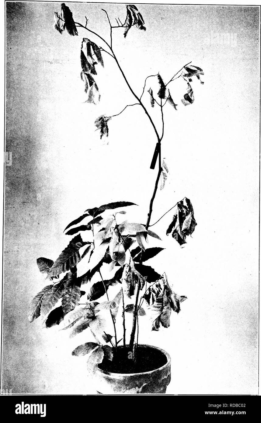 . Chestnut blight. Chestnut blight; Chestnut. Senate Document No. 653, 62-2. Plate XV,. Small Chestnut Tree in Pot about 3 Months after Artificial Inoculation with Summer Spores from a Pure Culture of the Fungous Parasite. Tree Girdled AT Base, Leaves above Withered; Vigorous Suckers Growing Up from Below Girdled Point.. Please note that these images are extracted from scanned page images that may have been digitally enhanced for readability - coloration and appearance of these illustrations may not perfectly resemble the original work.. 1906-1960 Stock Photo