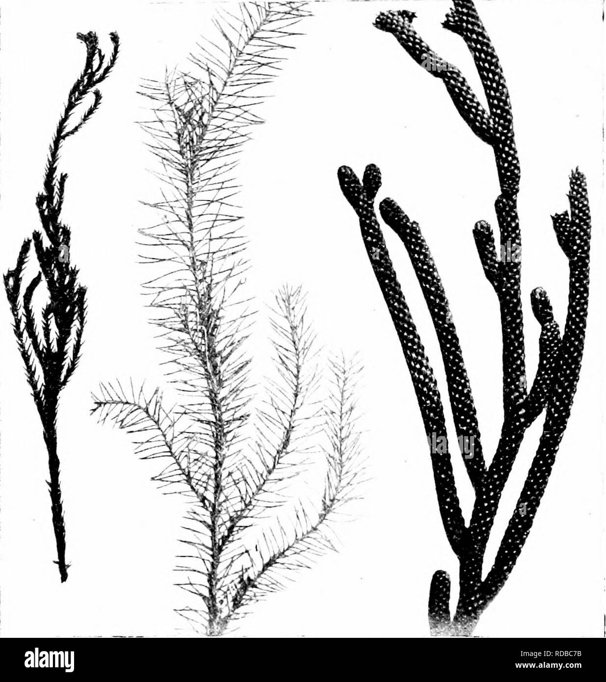 . Fossil plants : for students of botany and geology . Paleobotany. 160 CONIFERALES (RECENt) [CH. Acmopyle. This generic name was given to an imperfectly investigated New- Caledonian Conifer formerly known as Dacrydium Pancheri. The sessUe, decurrent, falcate leaves on the lateral branches (1—1-6 cm. x 2-5 mm.) are a characteristic feature, those on the main axis being small and scale-like^.. A B Fig. 708. A, Dacrydium elatum. B, Dacrydium araucarioides. (From specimens in the British Museum.) Pherosphaera. The vegetative shoots resemble those of Microcachrys and some Lycopods. The genus is pe Stock Photo