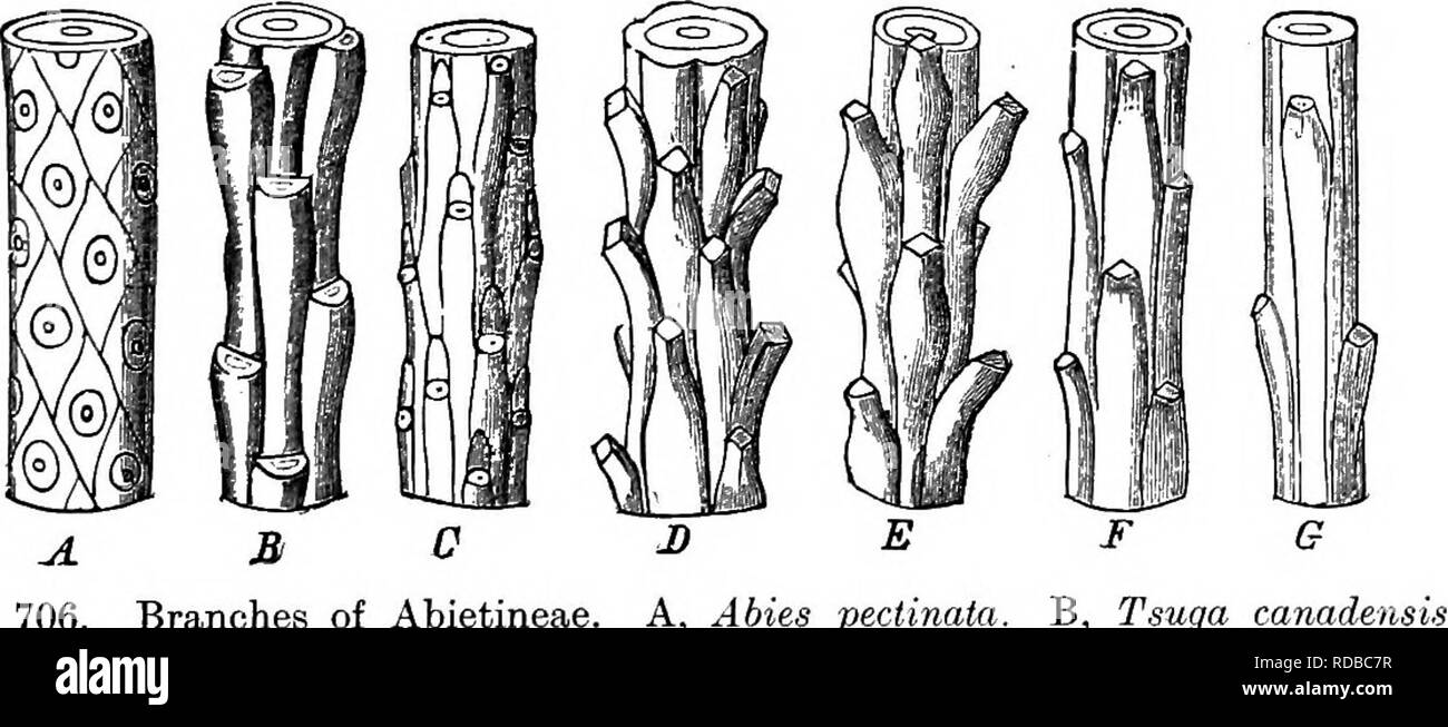 . Fossil plants : for students of botany and geology . Paleobotany. Fig. 705. A, B, Short shoot and cone of Pseudolarix Katmpferi. C, Abies bracteata, showing the long bract-scales. D, E, Abies concolor, cone-scale; b, bract- scale; «, seed. F. ^6ie« ii'rcwen, cone-scale; 6, bract-scale. G, LarixGriffithi; b, bract-scale; s, seed. (C—F, from the Gardeners' Chronicle.) M. S.. Fig. 706. Branches of Abietineae. A, Abies pectinata, B, Tsuga C, Pseudotsuga Douglasii. T&gt;, Picea excelsa. E, Cedrus Libani. europaea. G. Pseudolarix Kaempferi. (After Rendle from Veitch Engler and Prantl.) F, Larix an Stock Photo