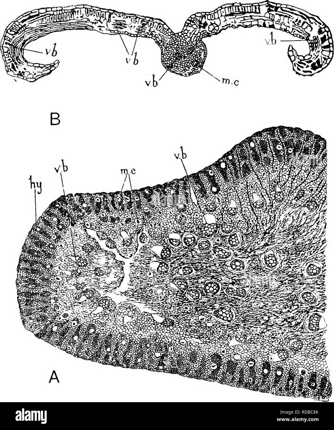 . Studies in fossil botany . Paleobotany. 436 STUDIES IN FOSSIL BOTANY and above this level no more bundles were received (see Fig. 164, C). The petiole, where it first detaches itself. •^SM Fig. 167.—Meduilosa'augHca. A. Transverse section of petiole, showing the numerous vascular bundles, v.b ; ?n.c, mucilage-canals ; hy, hypoderma, with sclerenchymatous ribs. The whole has the structure of &quot; Myelo.xylon Laiidrioiii.&quot; x about S. S. Coll. 636. (G. T. G.) B. Vertical section of leaflet, v.b, vascular bundles of mid- rib, and lamina ; jj/.c, mucilage-canal. Palisade-tissue shown towar Stock Photo